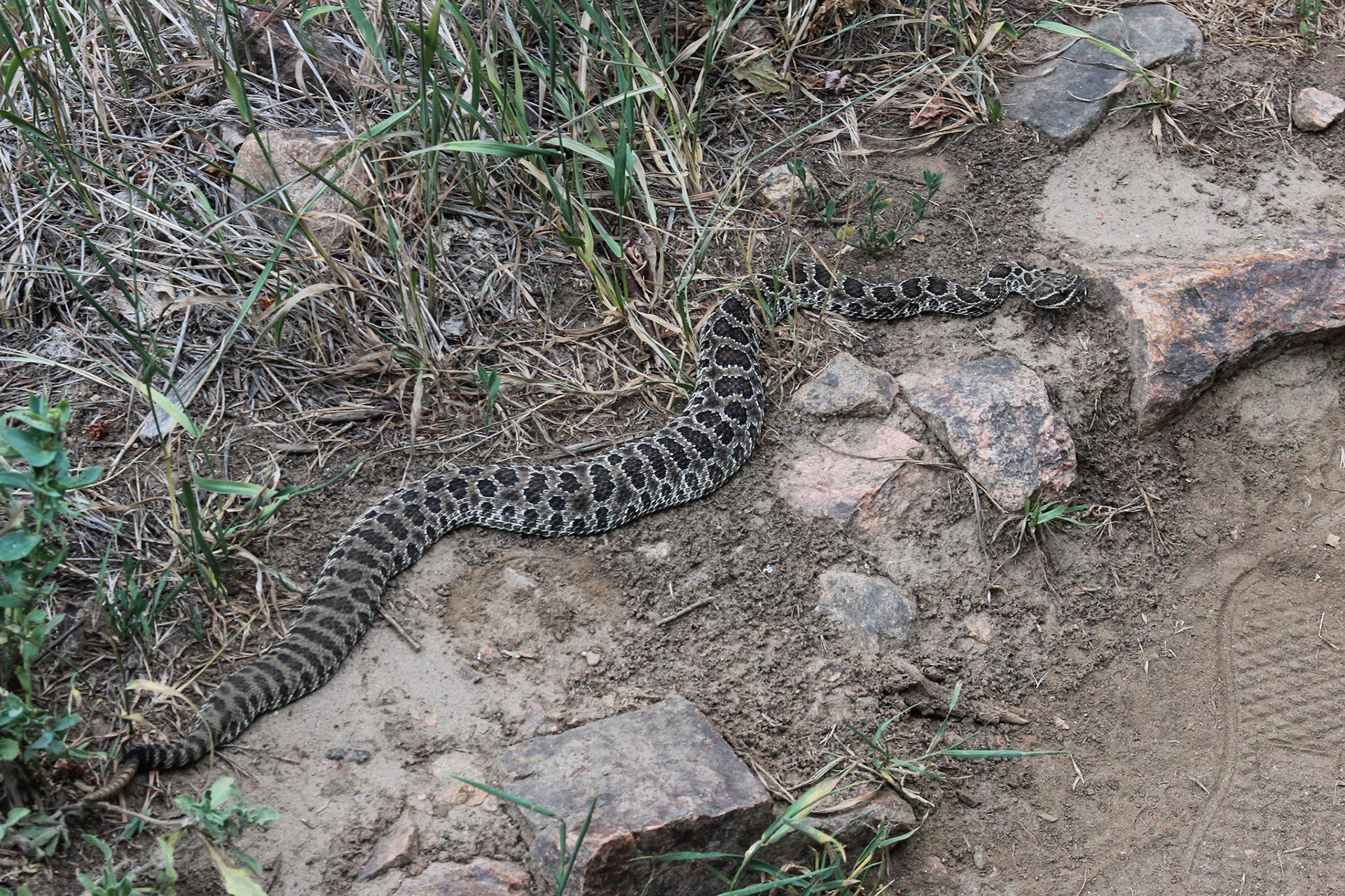 Prairie Rattlesnake - Welch Ditch Trail - Golden, Colorado