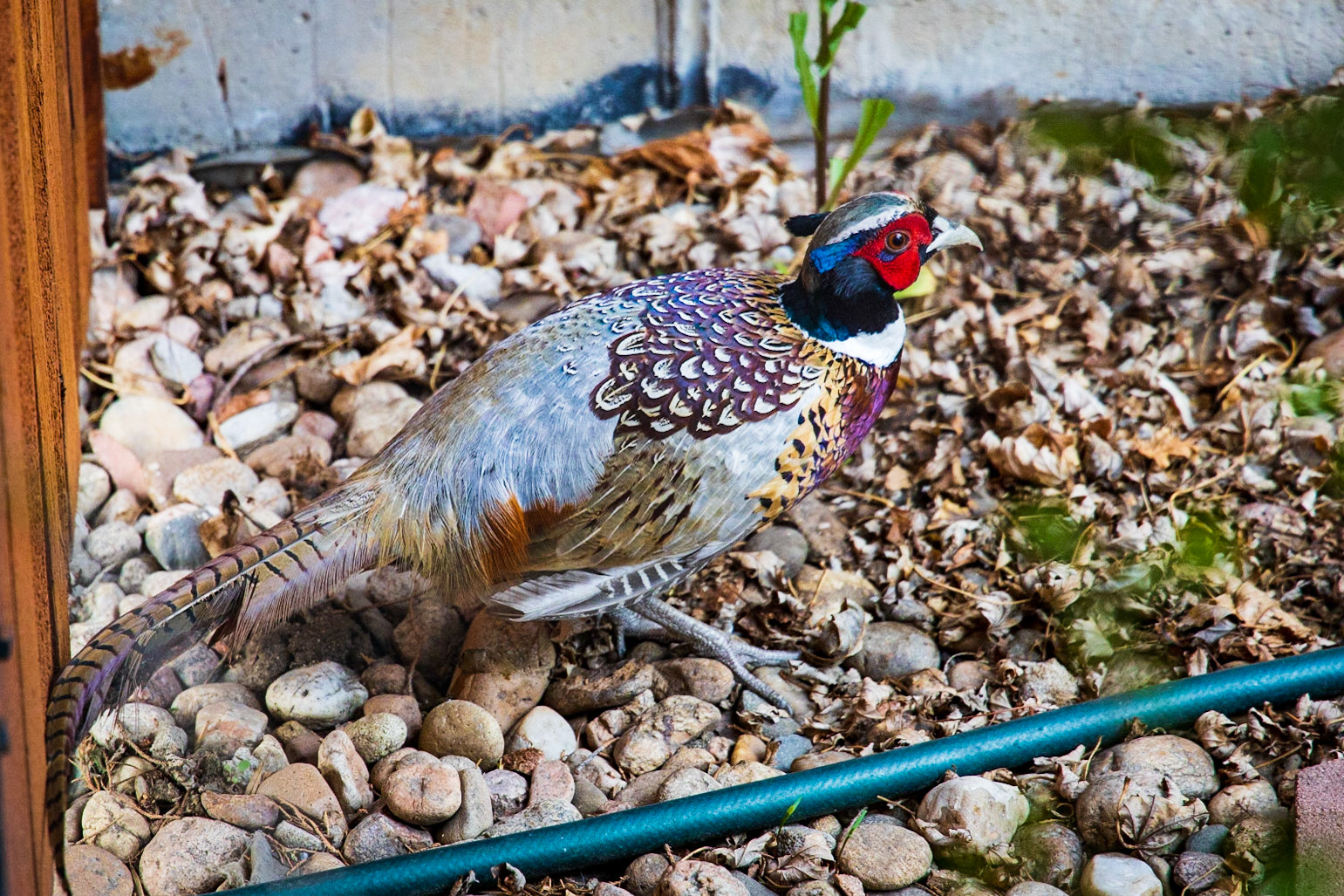 Ring-Necked Pheasant in my yard.  Arvada, Colorado