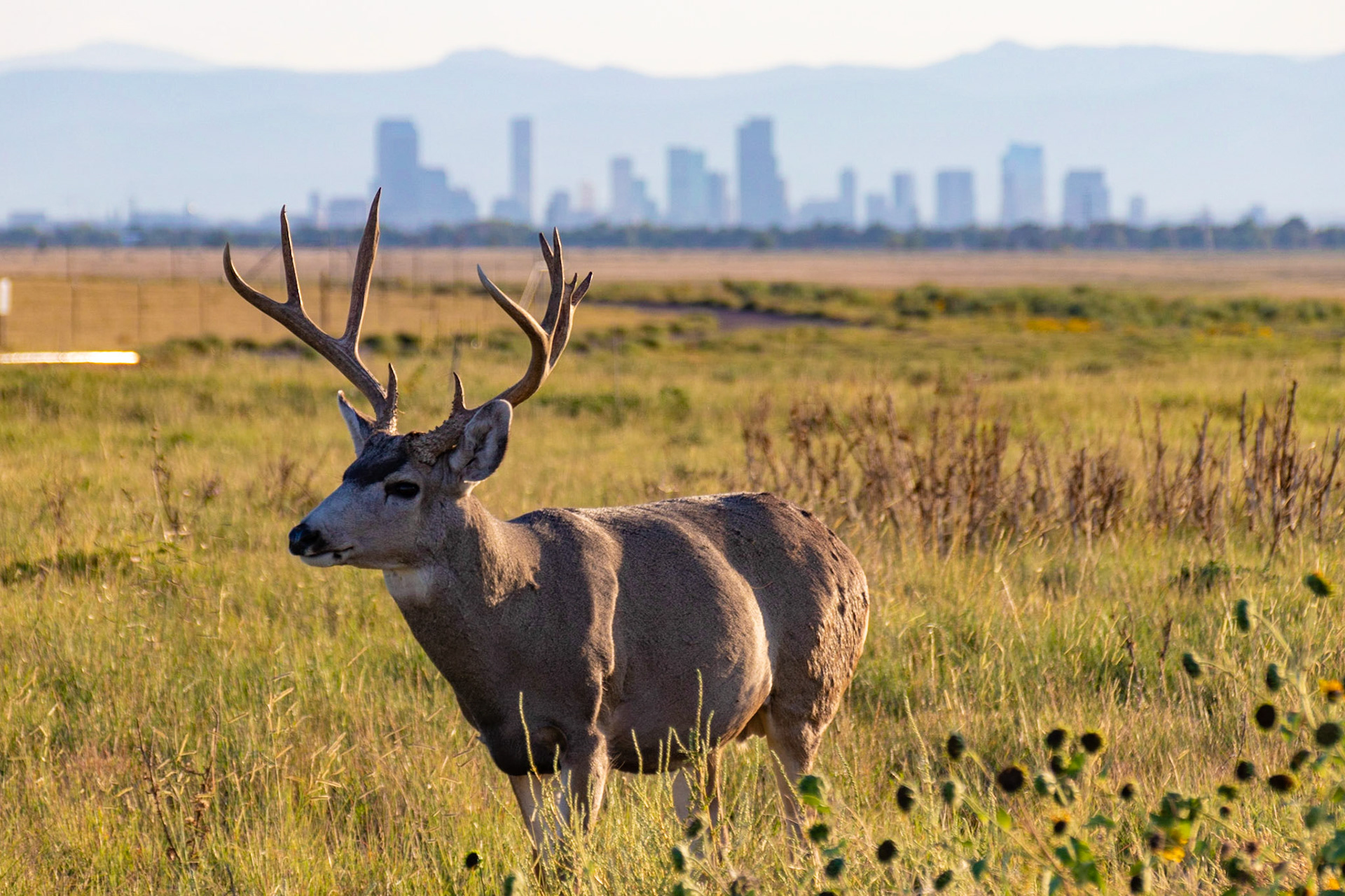 Mule Deer - Rocky Mountain Arsenal - Denver, Colorado