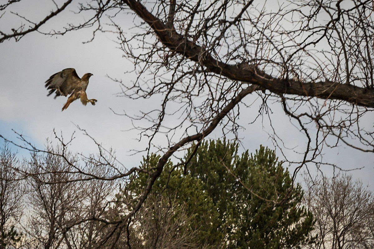 Red-Tailed Hawk - Fort Logan National Cemetery