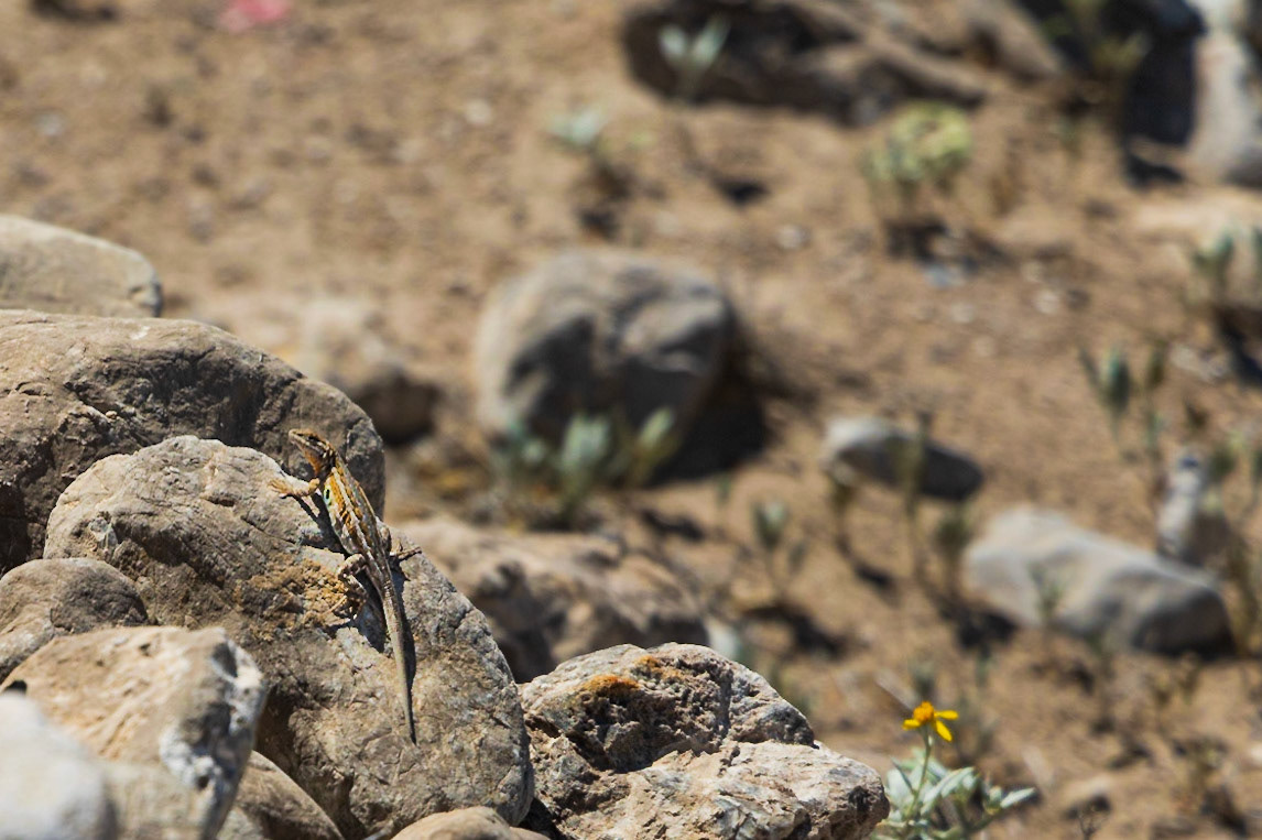 Smeltertown Cemetery - El Paso, Texas