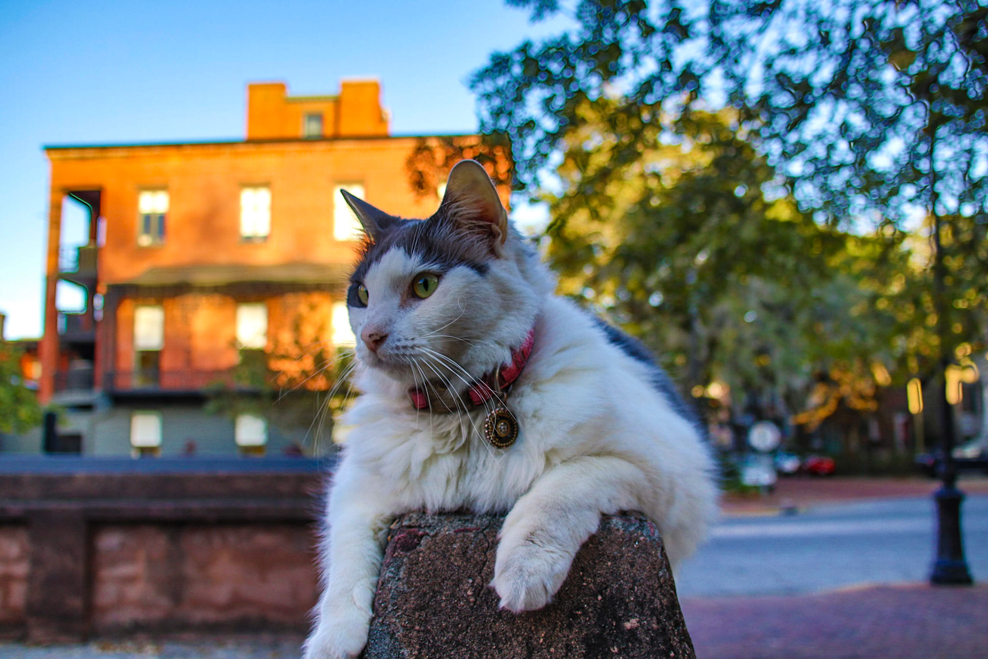 Cat - Savannah, Georgia