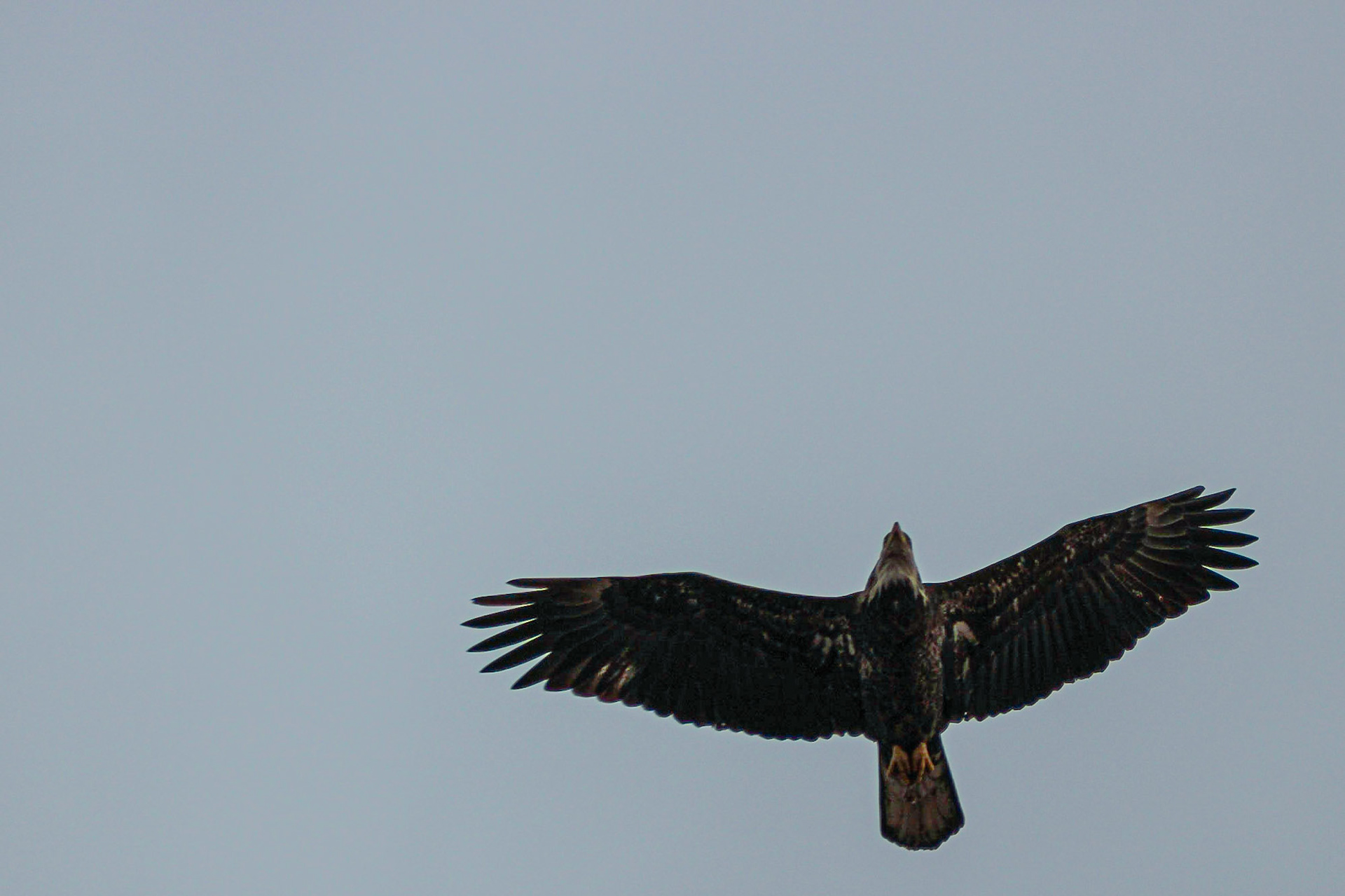 Bald Eagle at Barr Lake - Colorado