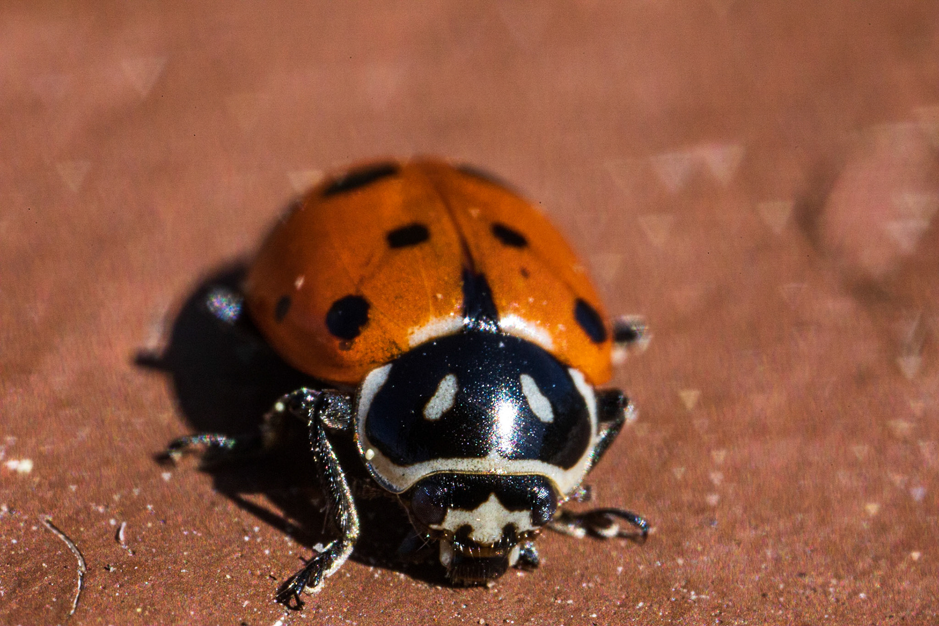 Ladybug Macro