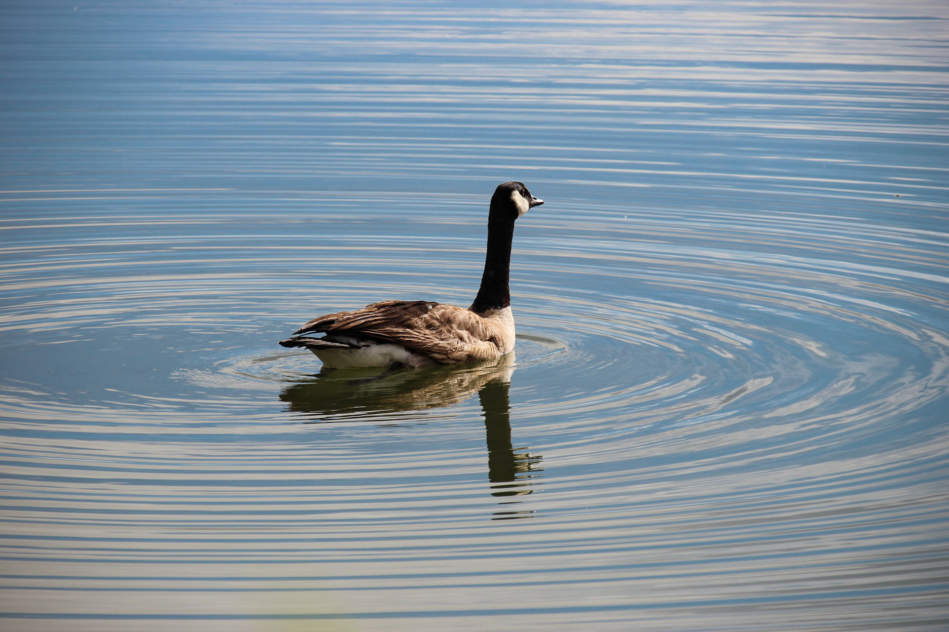 Canada Goose - Clear Creek Trail - Wheat Ridge, Colorado