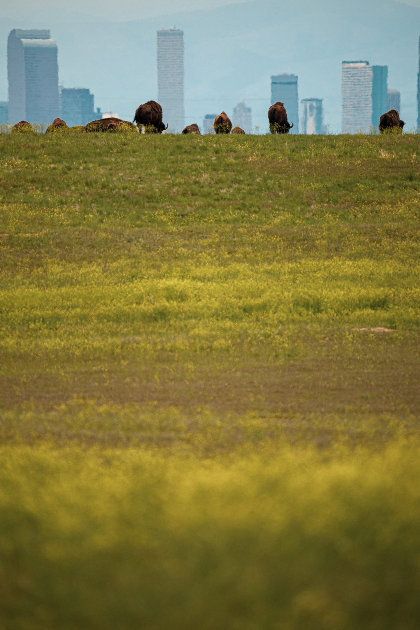 Rocky Mountain Arsenal National Wildlife Refuge - Denver, Colorado
