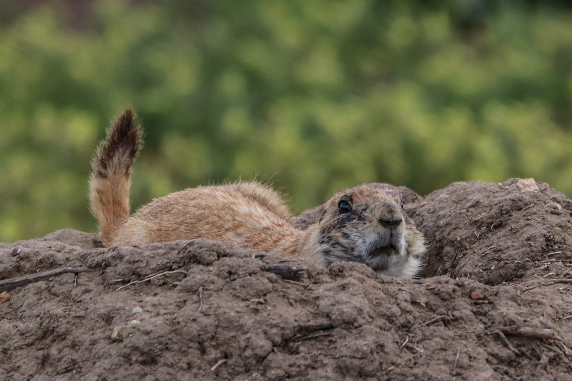 Prairie Dog - Standley Lake - Westminster, Colroado