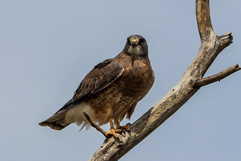 Swainson's Hawk at Rocky Mountain Arsenal National Wildlife Preserve - Denver, Colorado