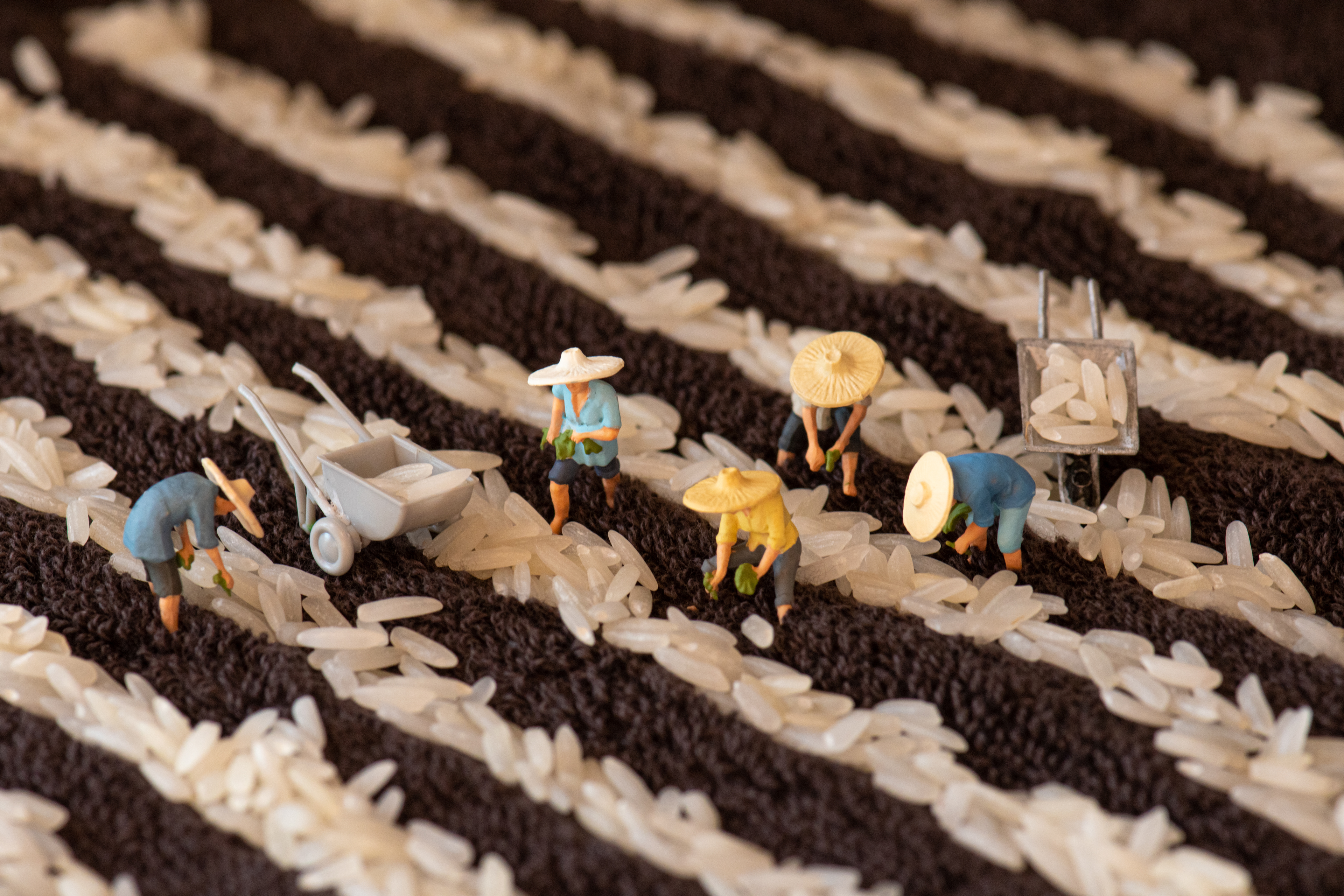 Quarantine Project Day 160 - If you give me rice, I'll eat today; if you teach me how to grow rice, I'll eat every day. - Mahatma Gandhi. Projet quarantaine jour 160 – Si tu me donnes du riz, je mangerai aujourd’hui, si tu m’apprends à cultiver le riz, je mangerai tous les jours (trad. libre). - Mahatma Gandhi