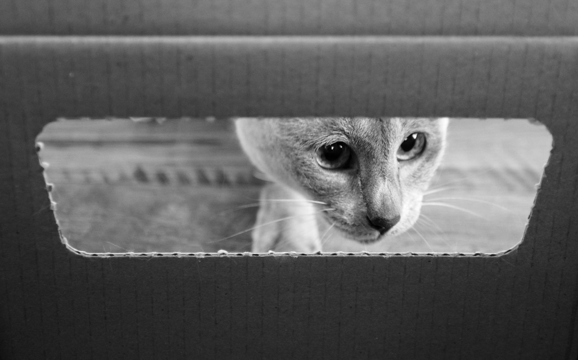 Theme : Empty Box