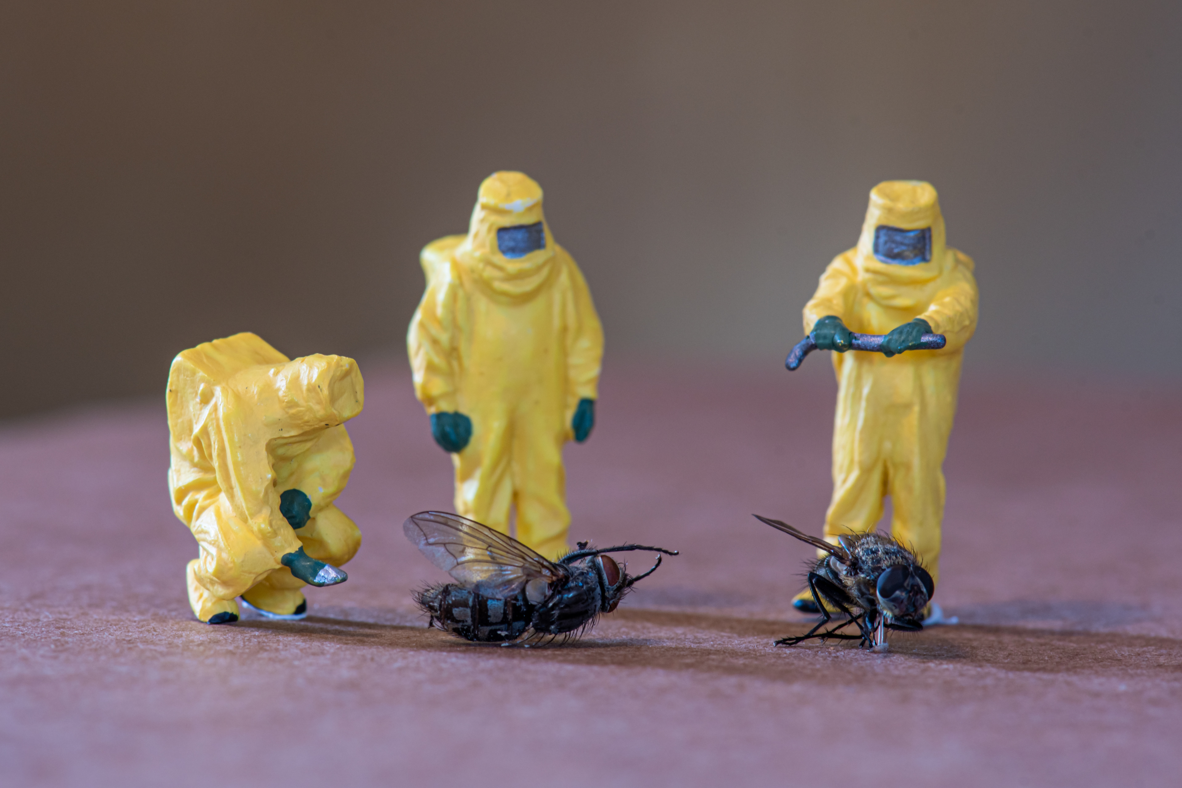 Quarantine Project Day 191 - We had no flies all summer and all of a sudden... you can't get rid of them