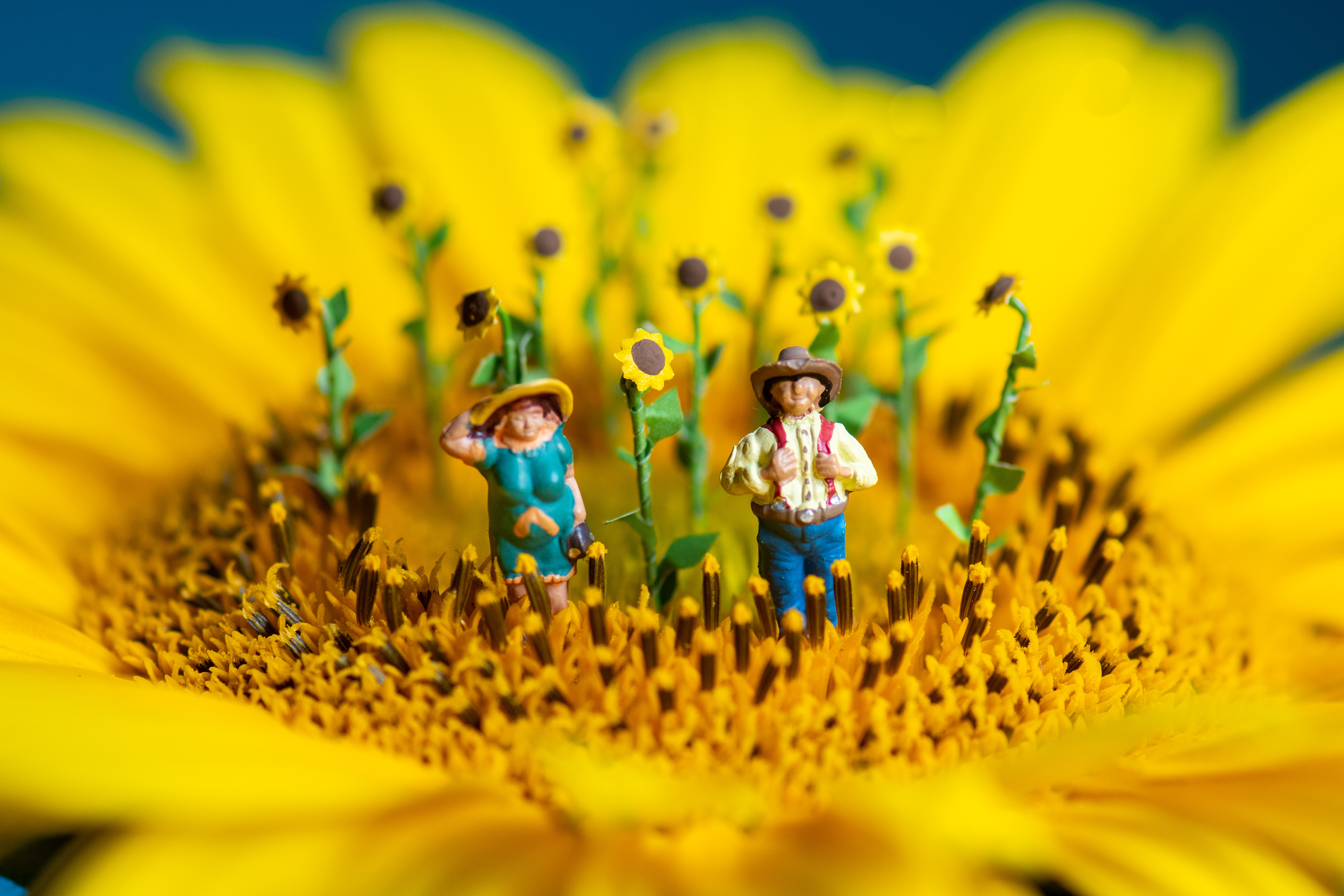 Quarantine Project Day 162 - A sunflower field is like a sky with a thousand suns - Trueman Farm Projet quarantaine jour 162 - Un champ de tournesol est comme un ciel aux mille soleils - Ferme Trueman.