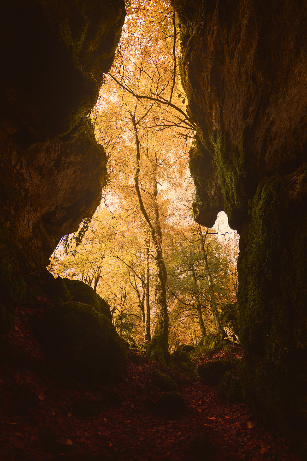 Essence of Wild