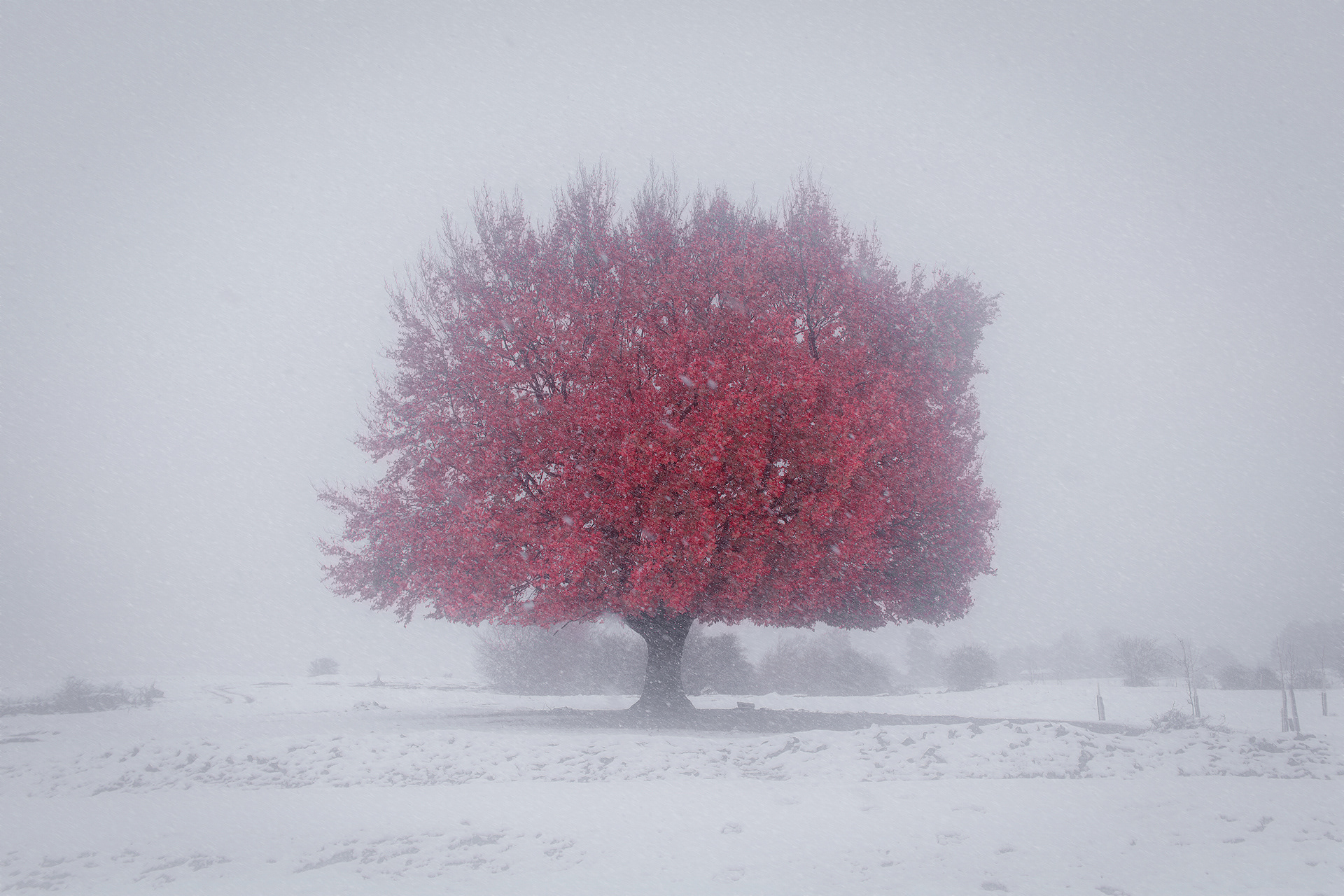 Weirwood Tree