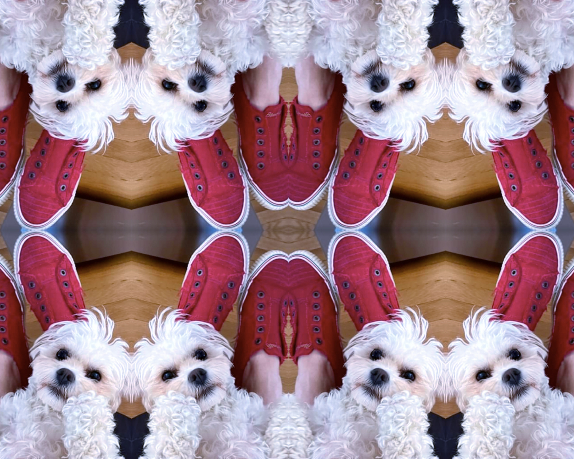 Gracie Too