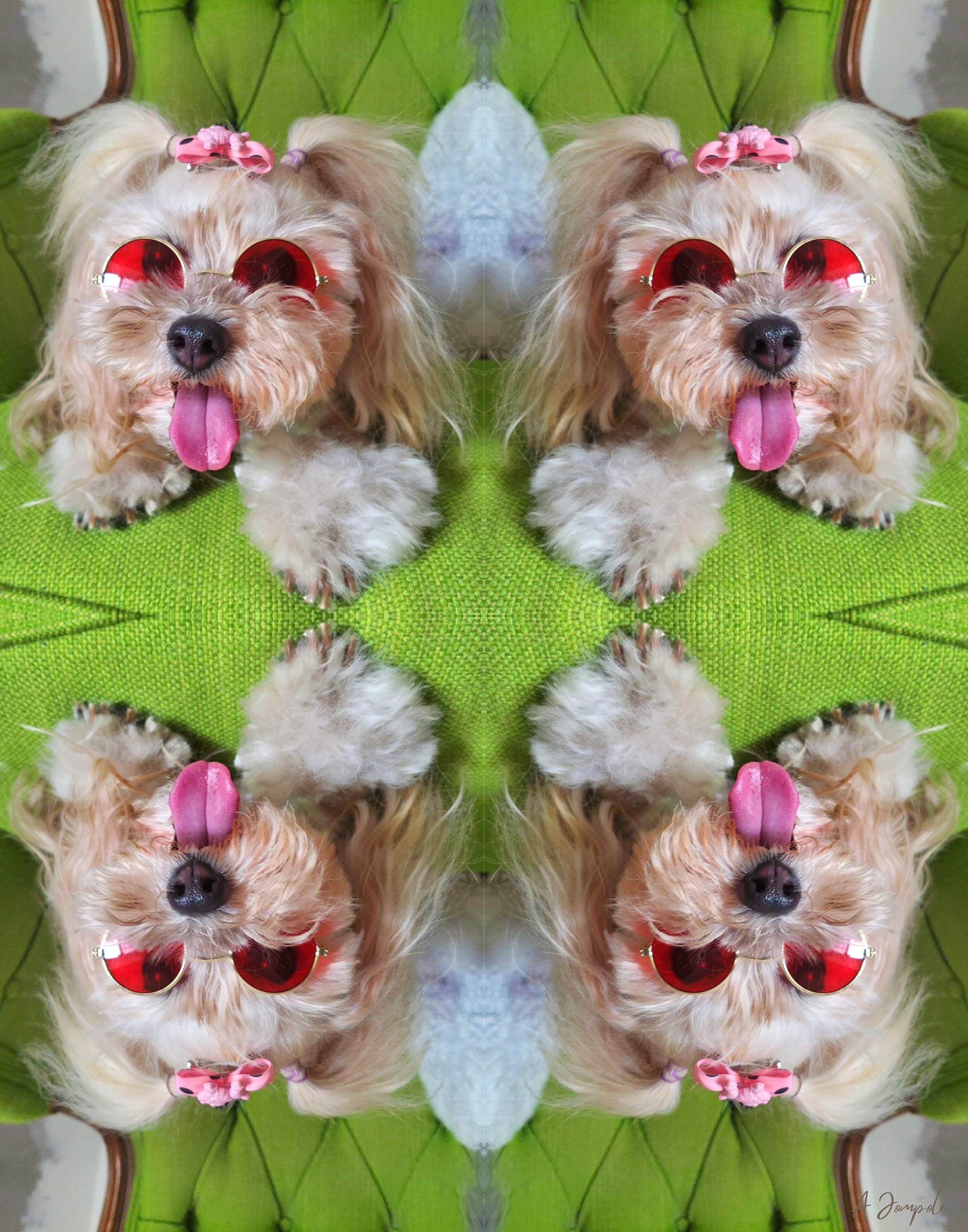 FifiGigi