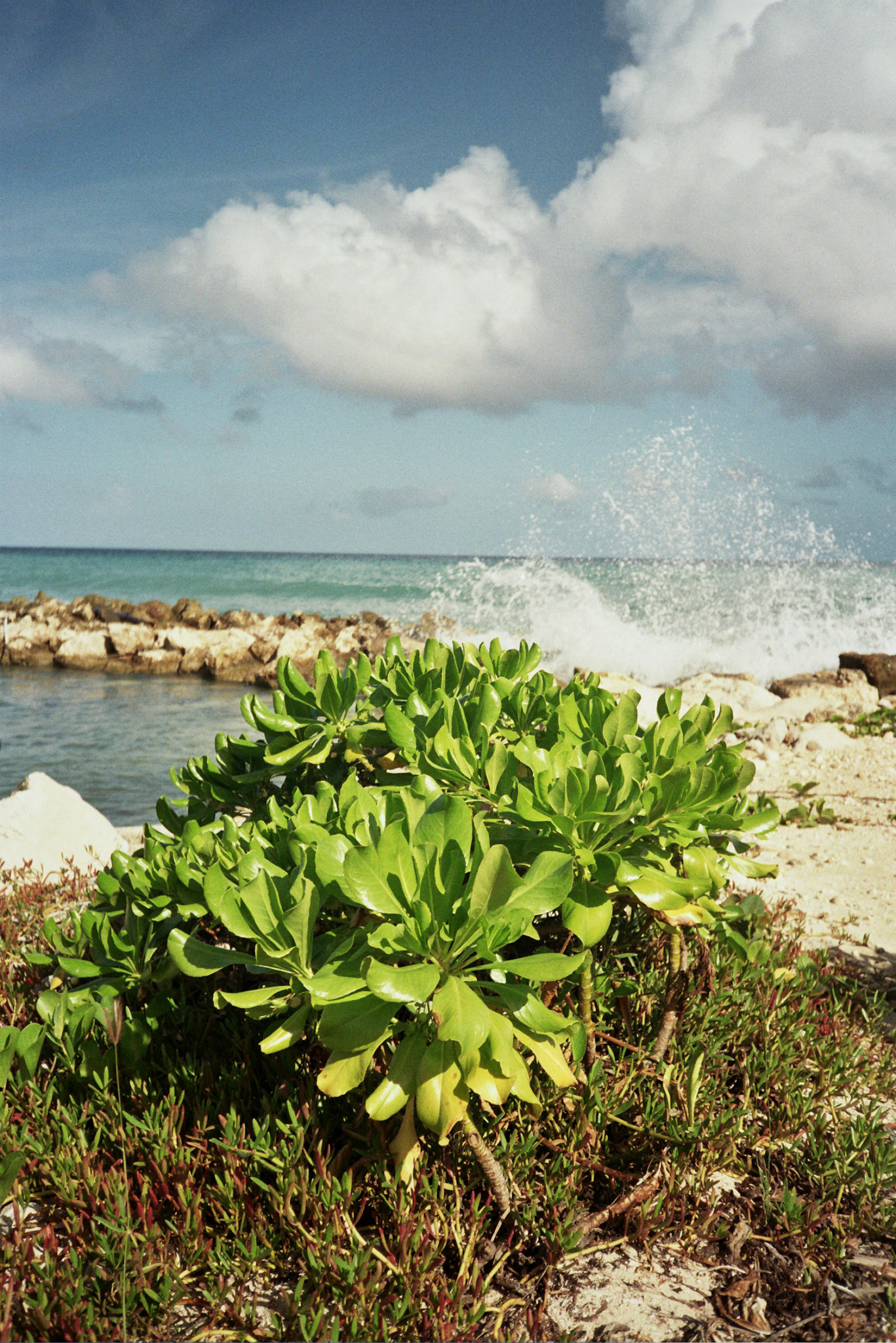 Autosave-File vom d-lab2/3 der AgfaPhoto GmbH