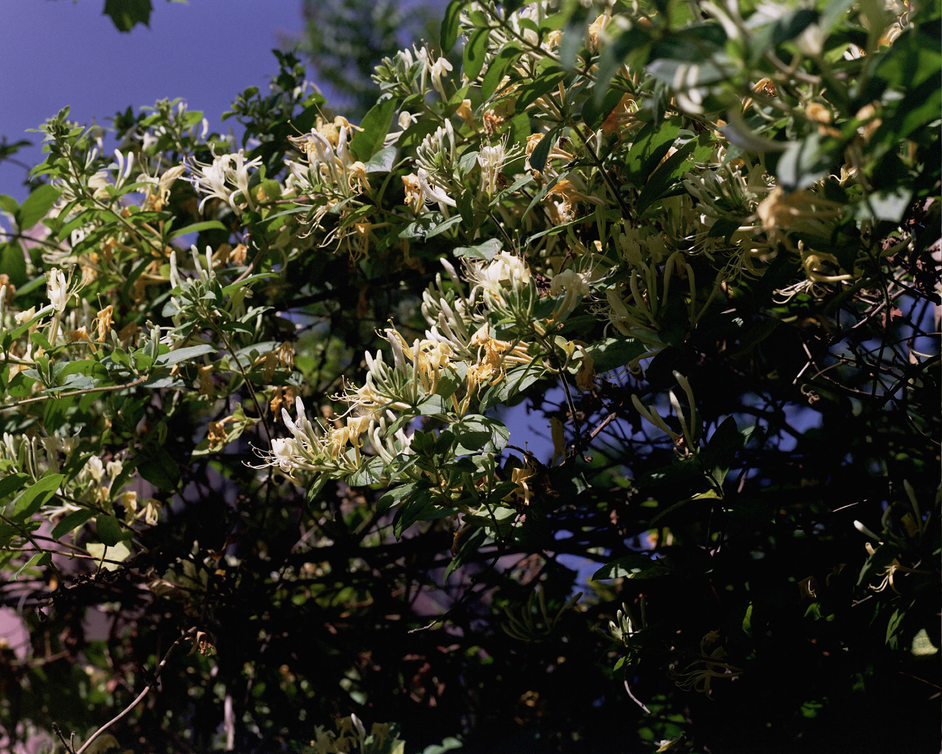 Autosave-File vom d-lab2/3 der AgfaPhoto GmbH