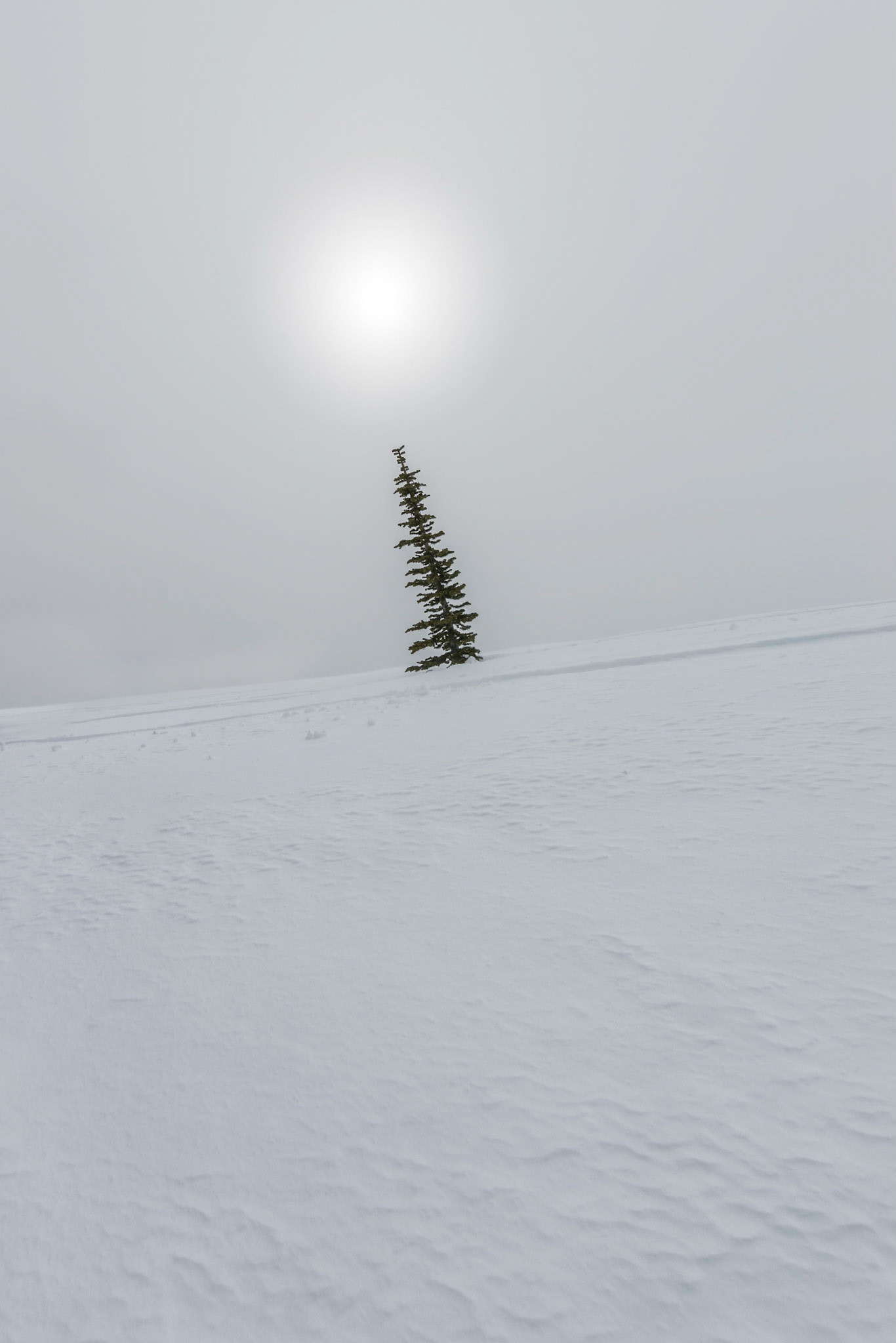 Lone Tree in the Snow