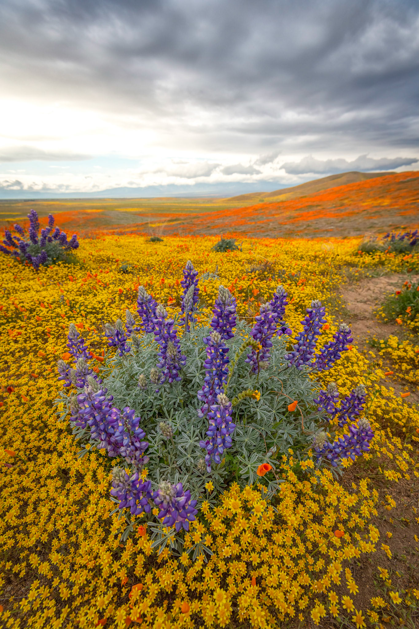Grape Soda Lupine