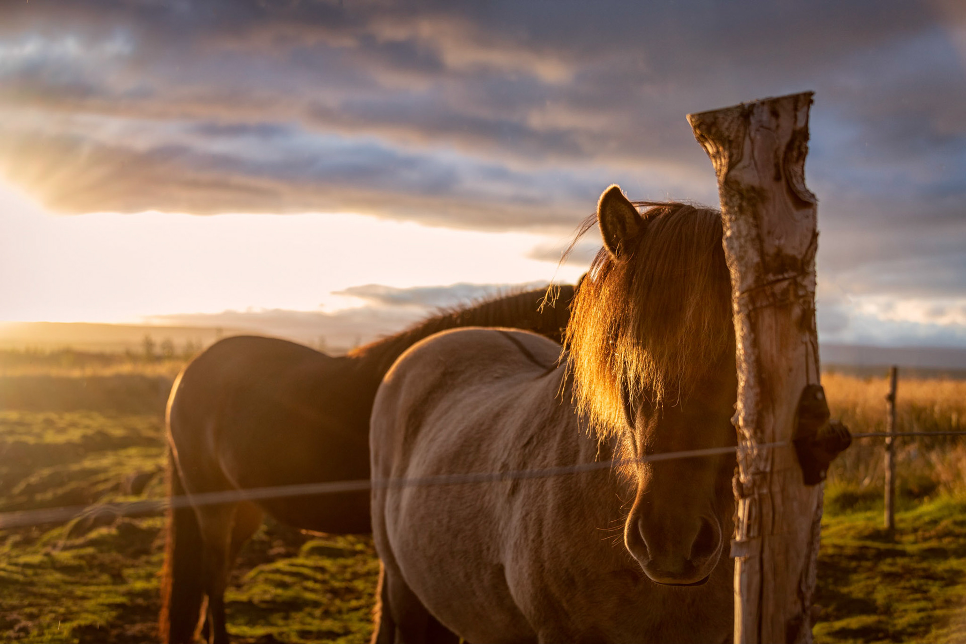 Icelandic Horses