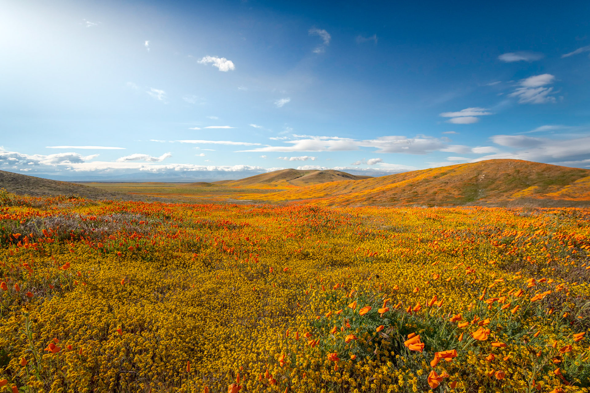 California Goldfields