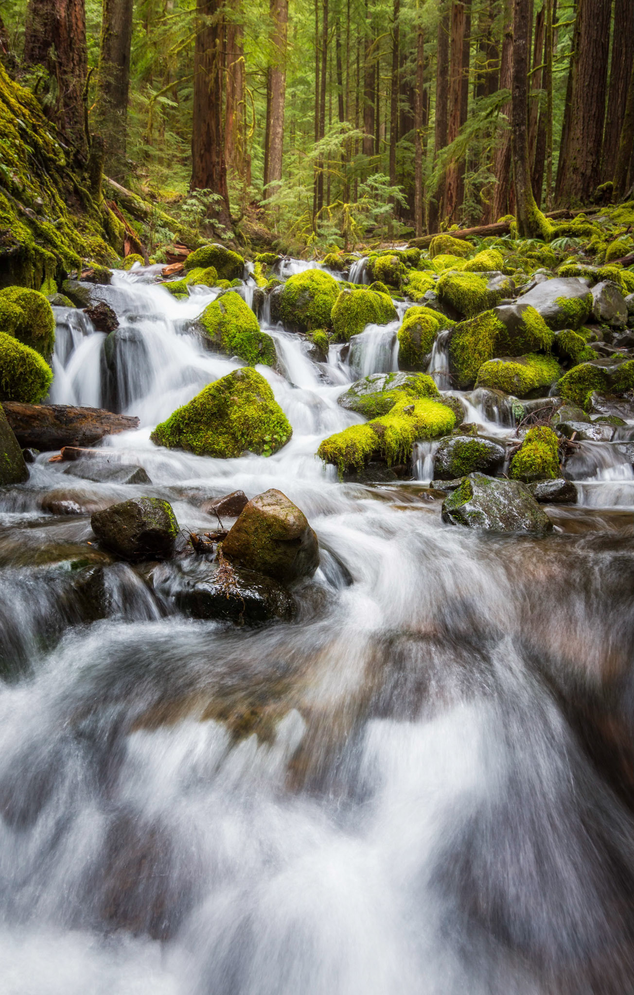 Cascade in Olympic National Park
