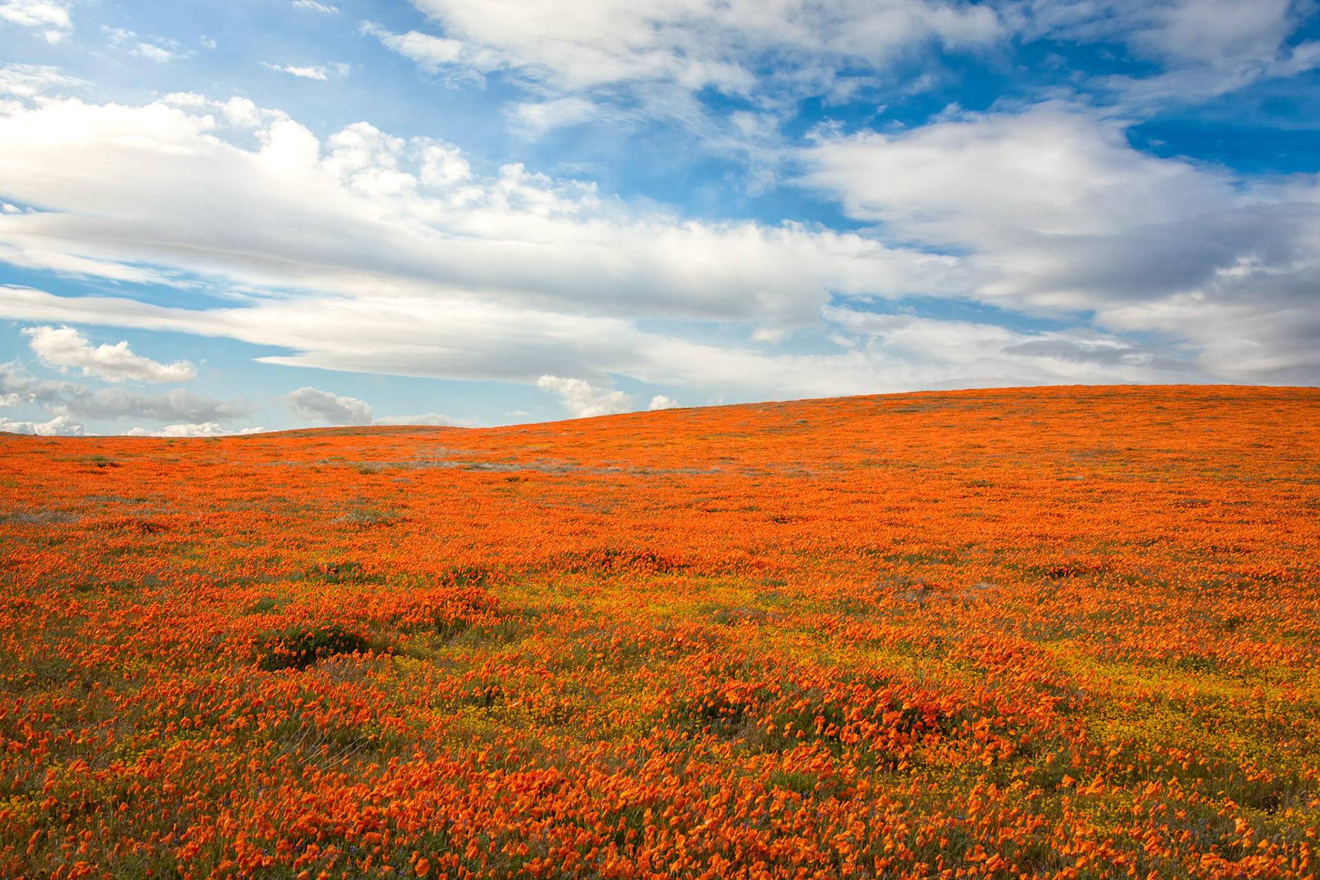 California Poppy Superbloom