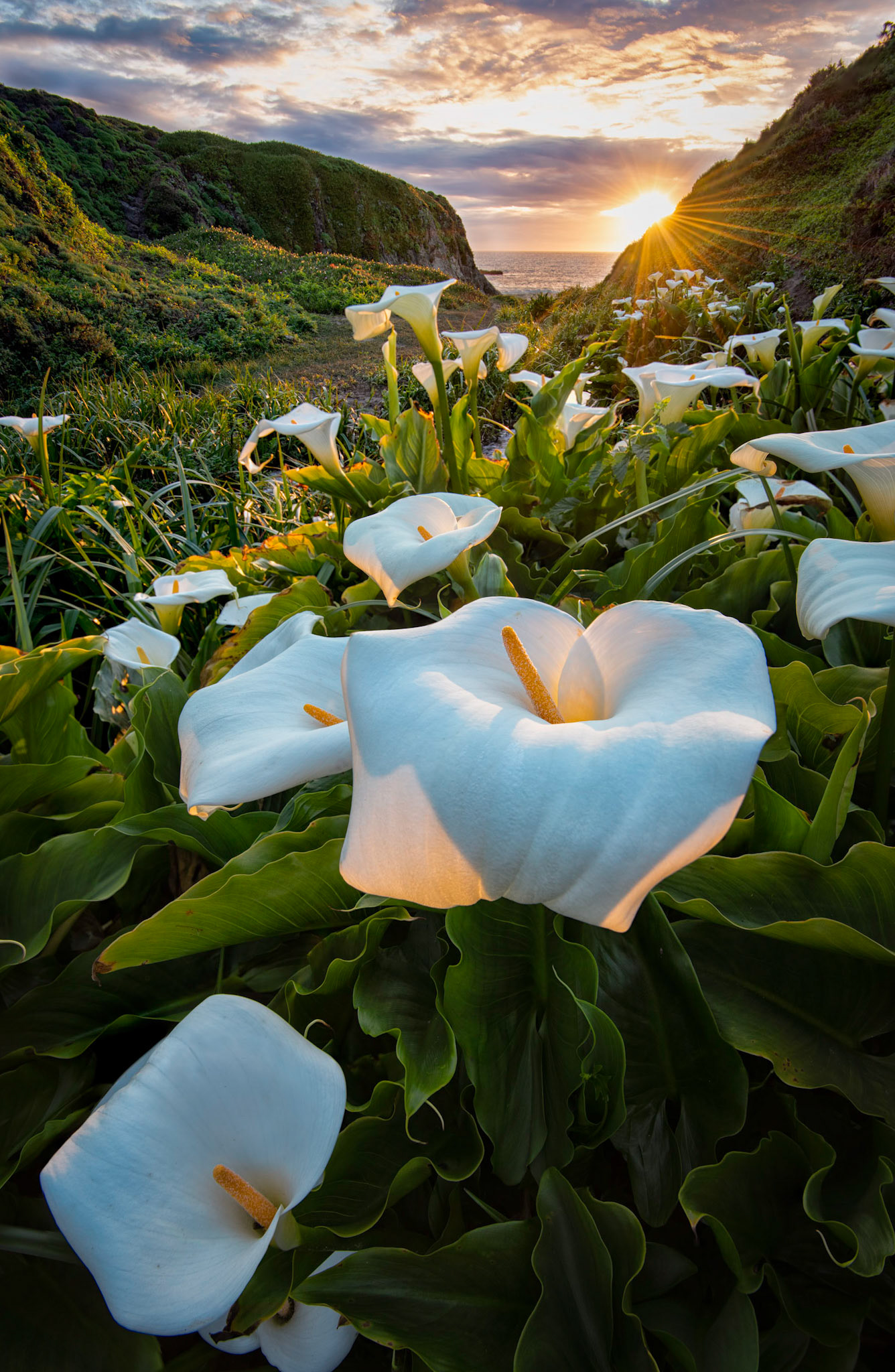 California Calla Lilies