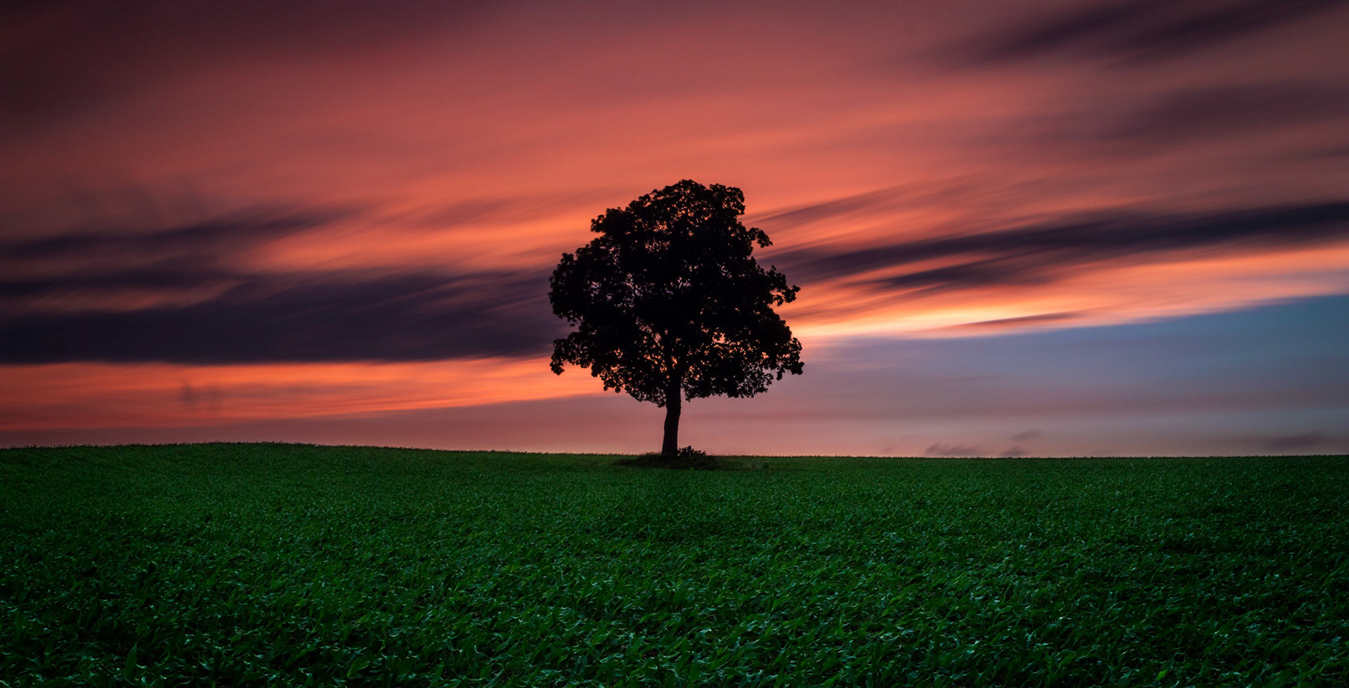Lone Tree Sunset