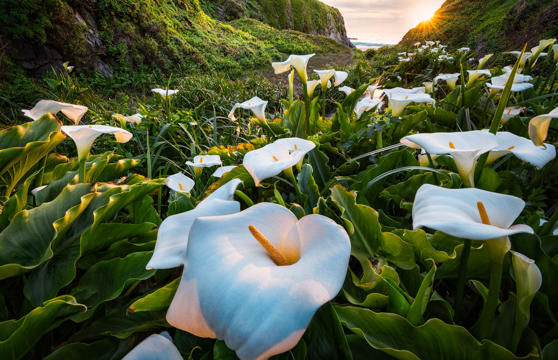 Big Sur Calla Lillies
