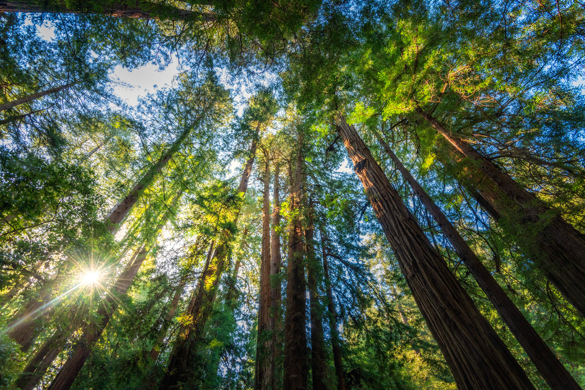 The Redwoods of Muir Woods