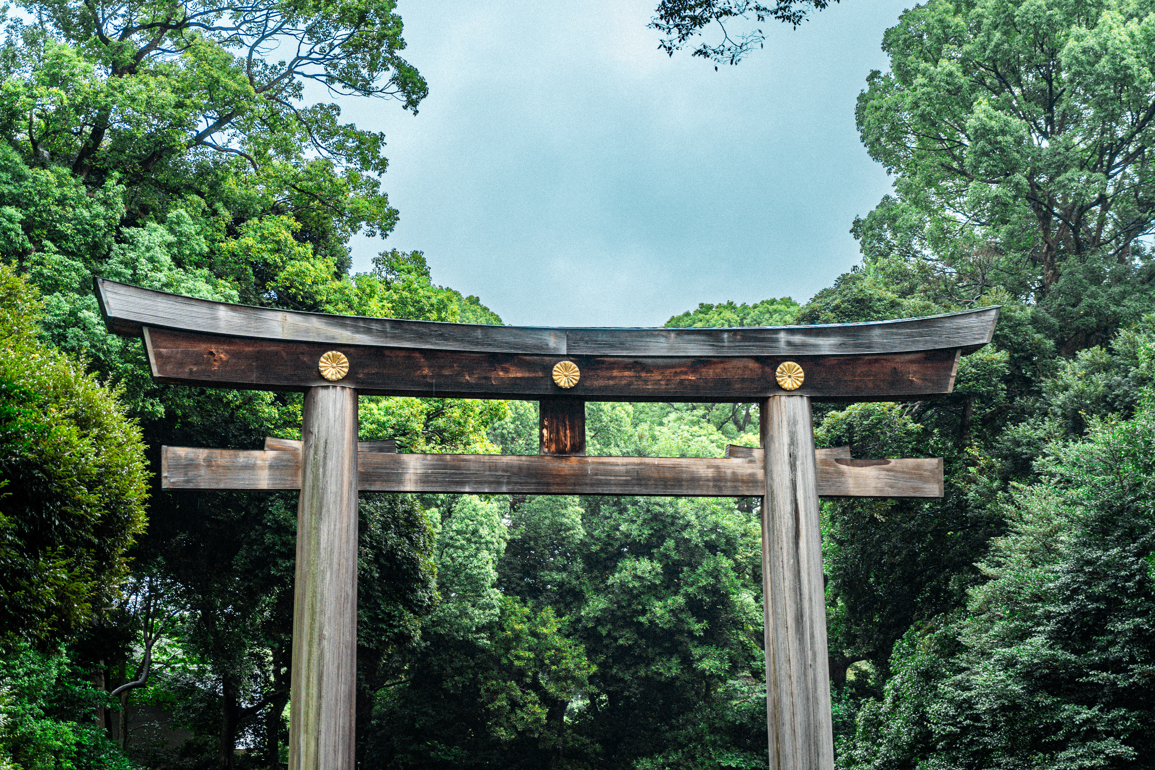 Meiji shrine 6 (2025)