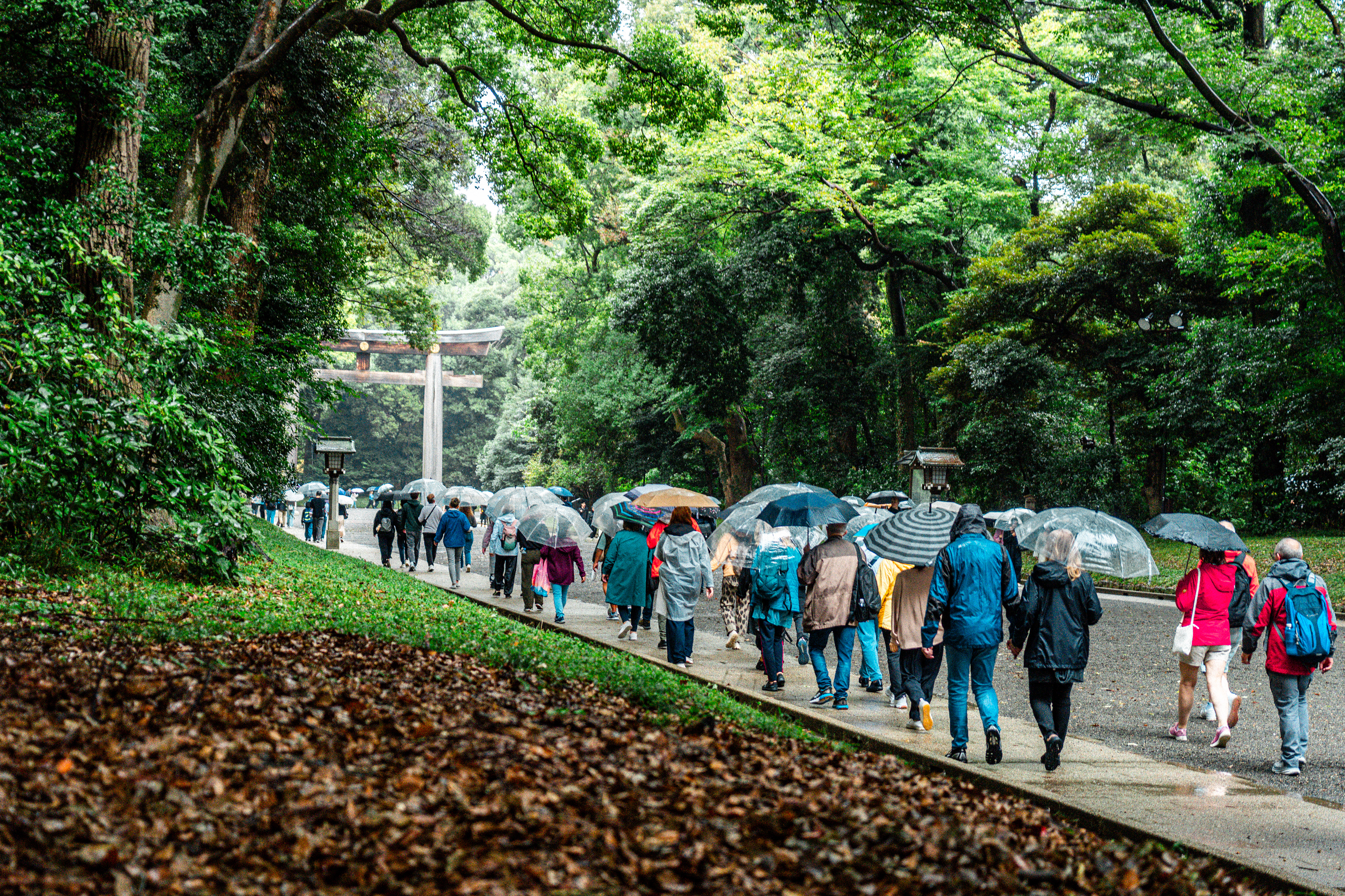 Meiji shrine 4 (2025)