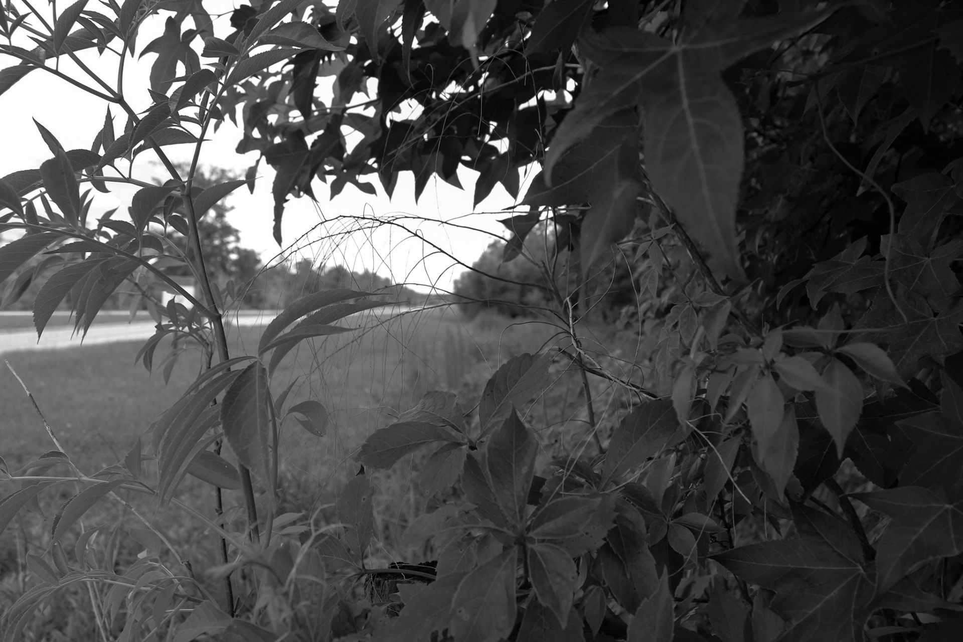 Black & White Forms (5/10)