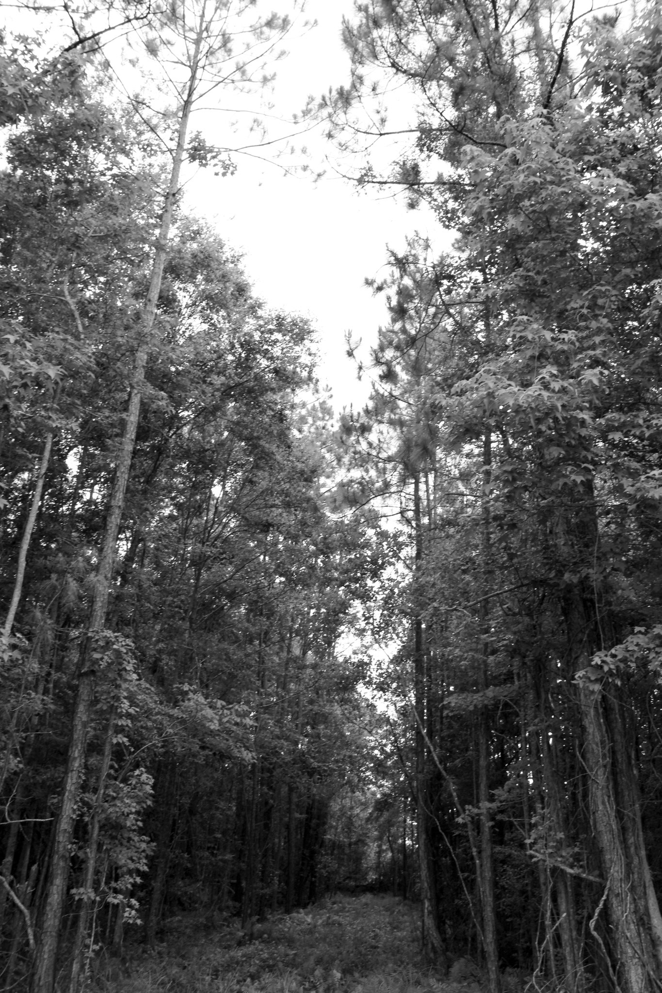 Black & White Forms (9/10)