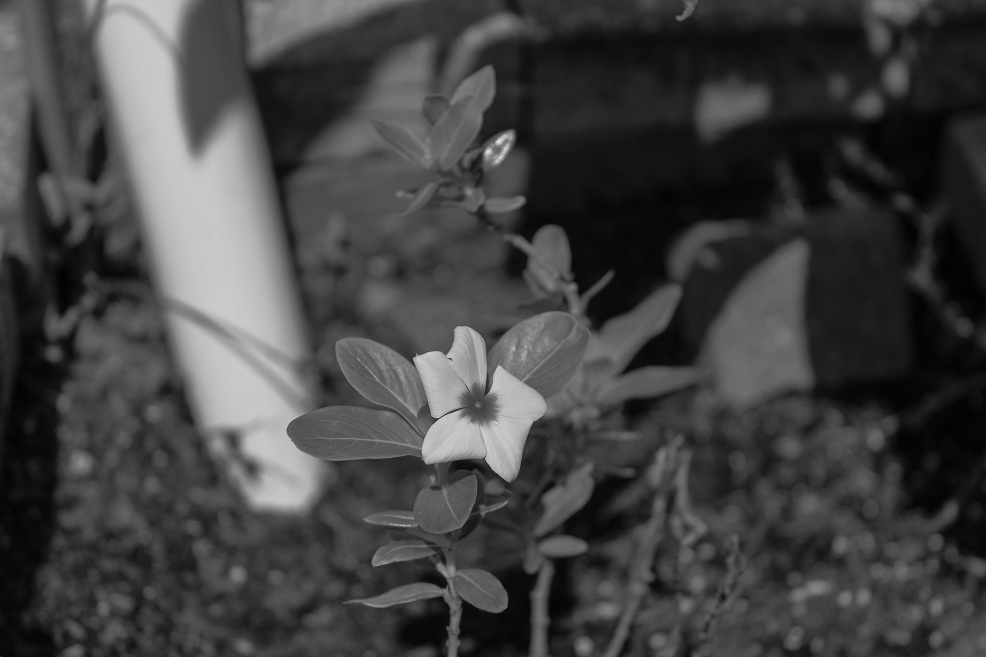 Black & White Forms (10/10)