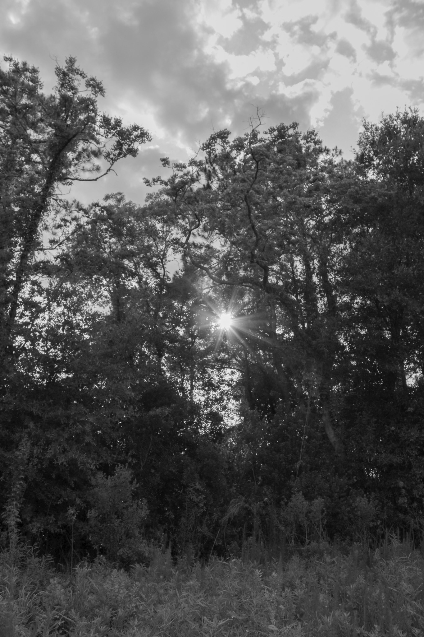 Black & White Forms (8/10)