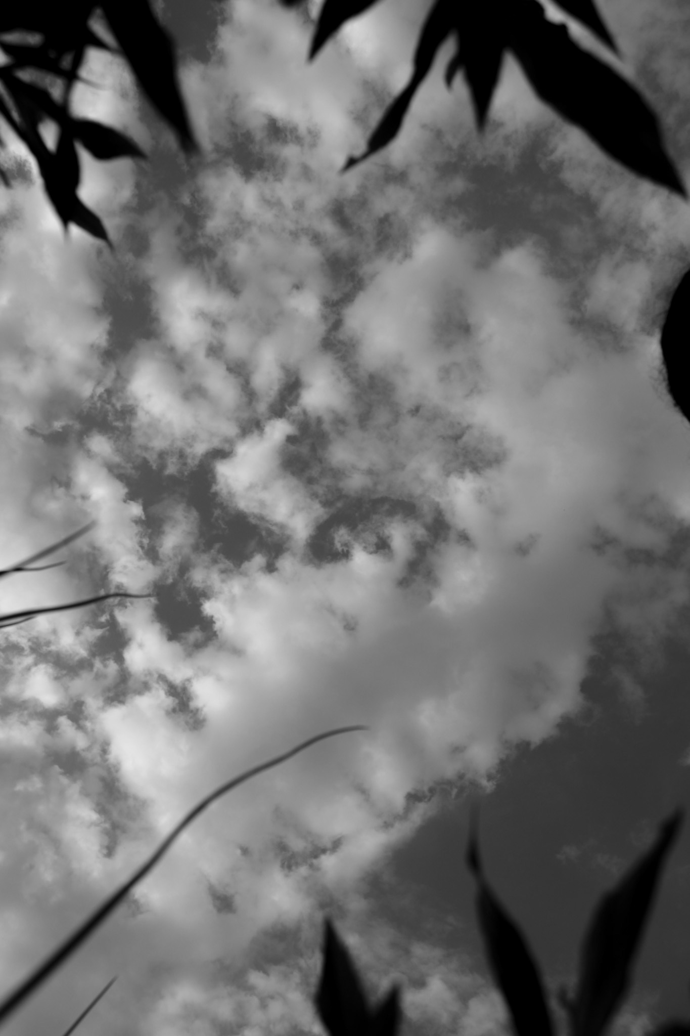 Black & White Forms (7/10)