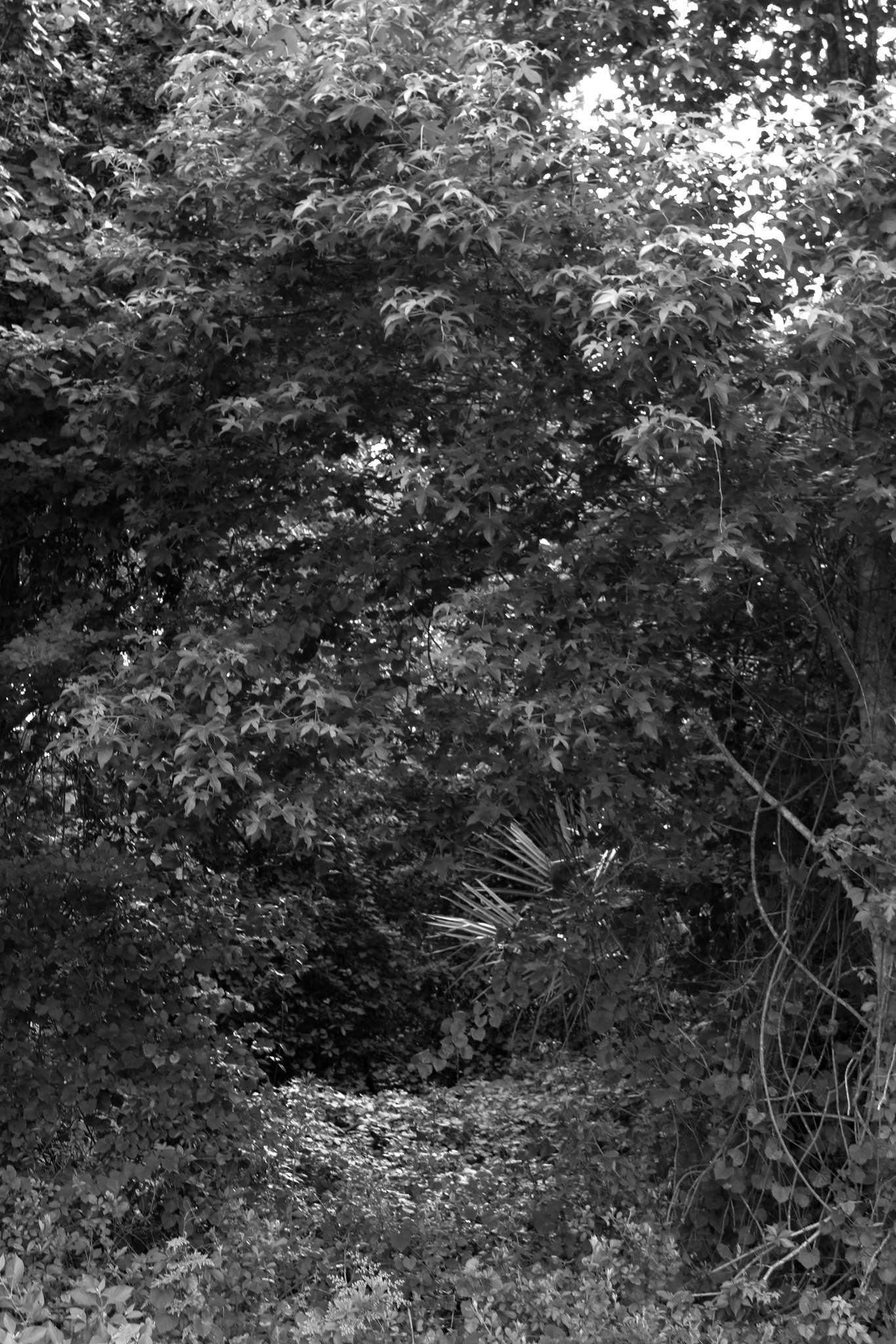 Black & White Forms (6/10)