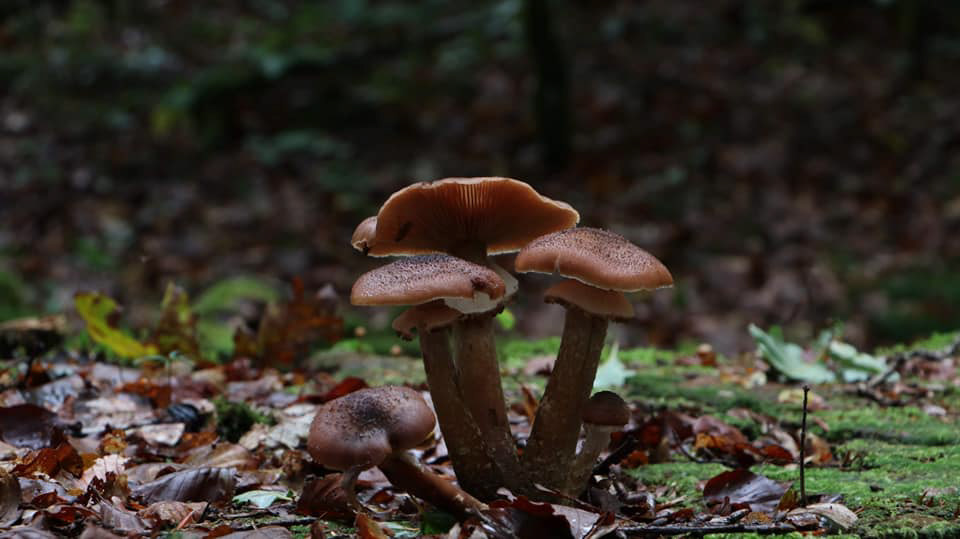 La prise du matin #1 - 2018 - Canon EOS 80D - 18-135MM