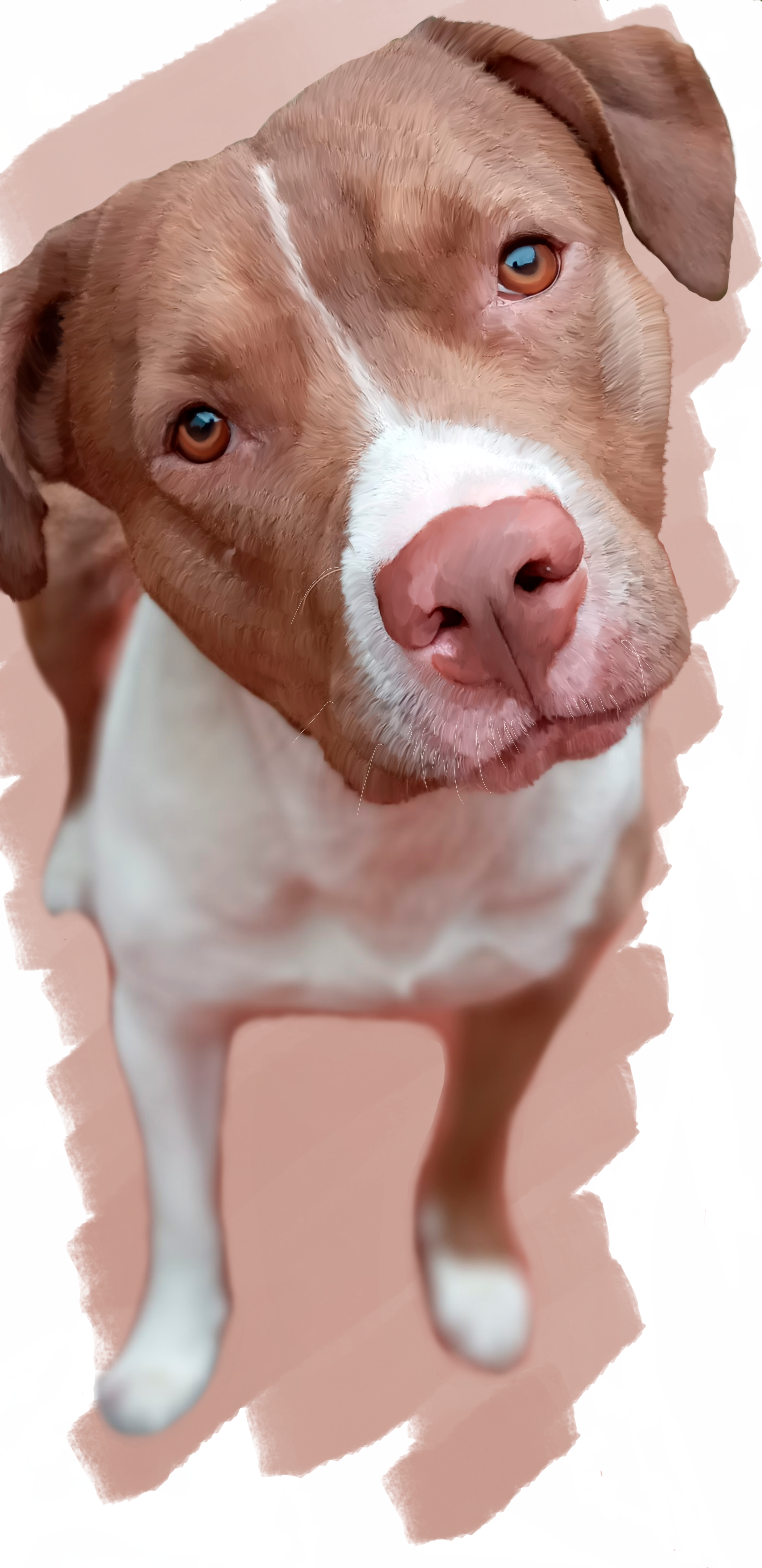 Moro The Pitbull