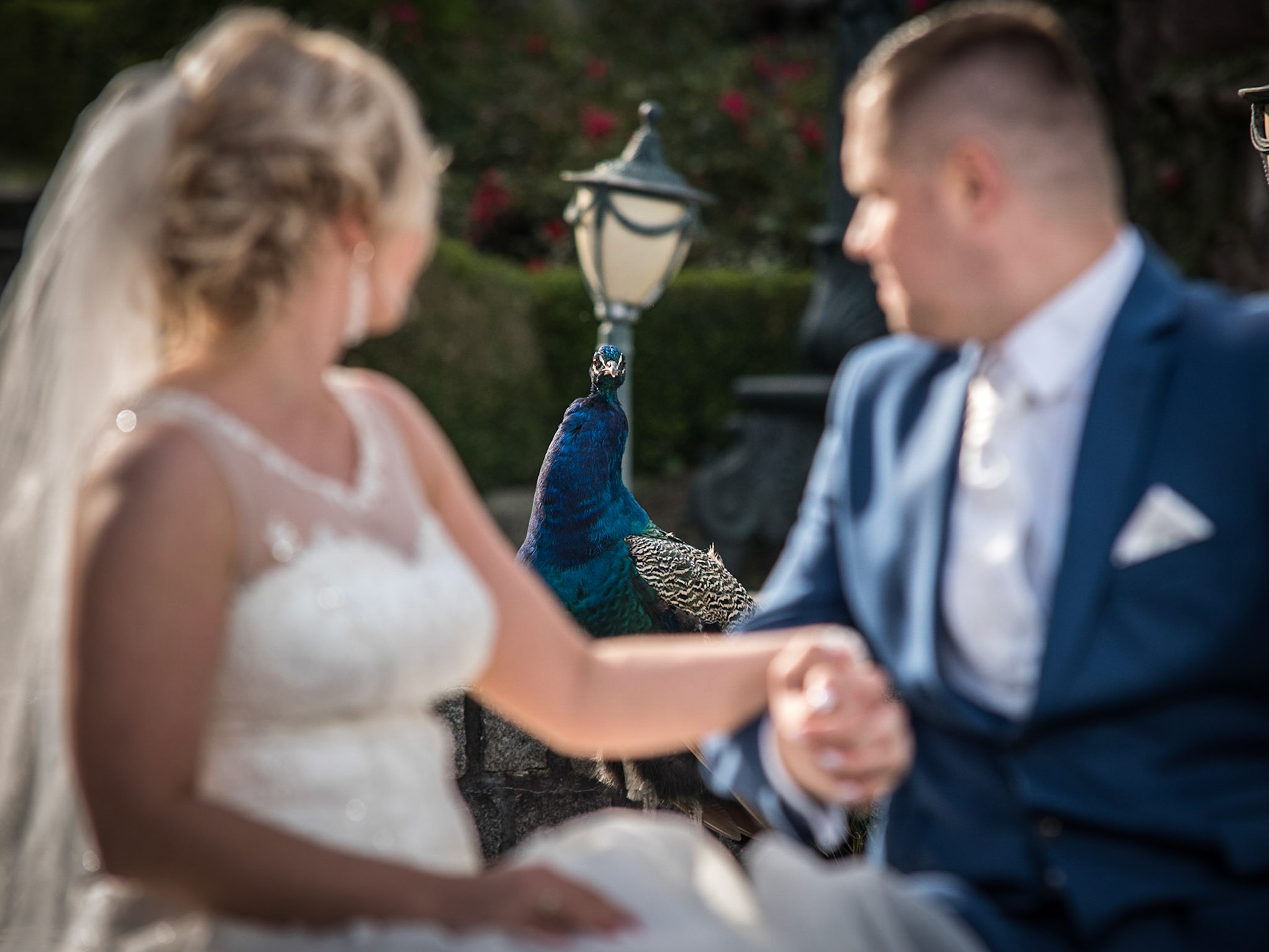 Sesja ślubnaW bursztynowym Pałacu w Strzekęcin fotograf ślubny dulmenfotoie