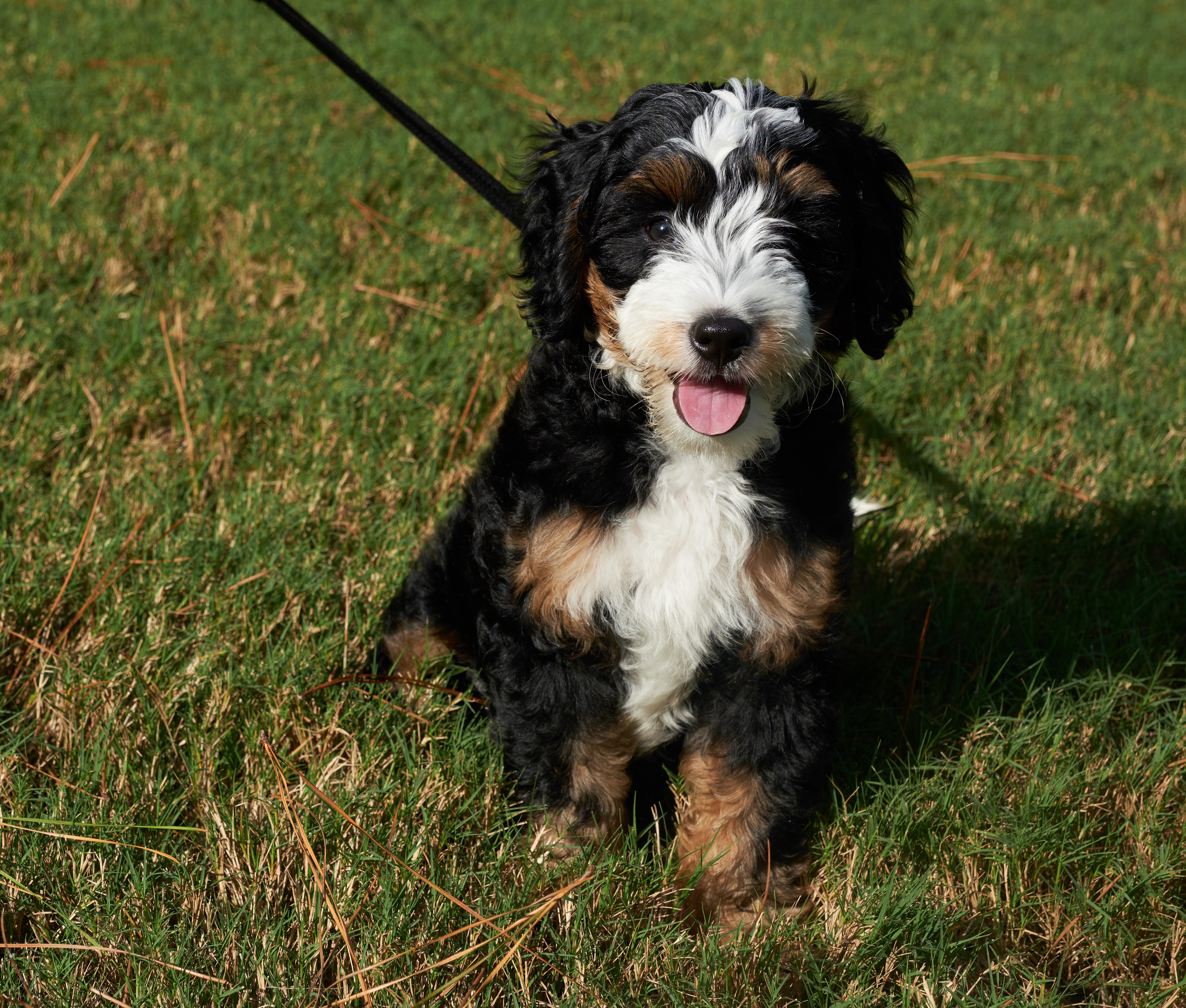 My puppy self!