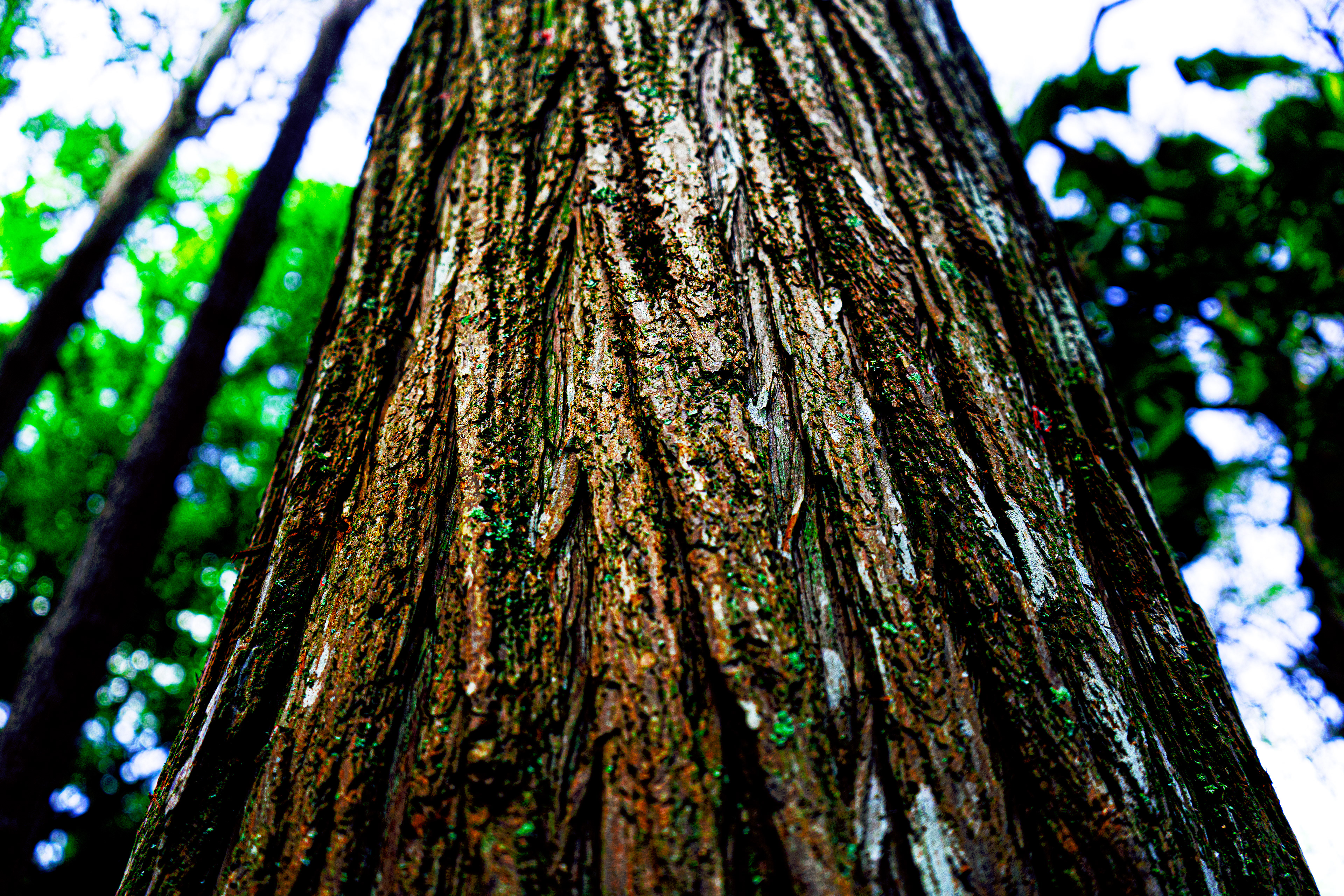 Detailed view of a tree trunk in Carrollwood, Tampa, FL