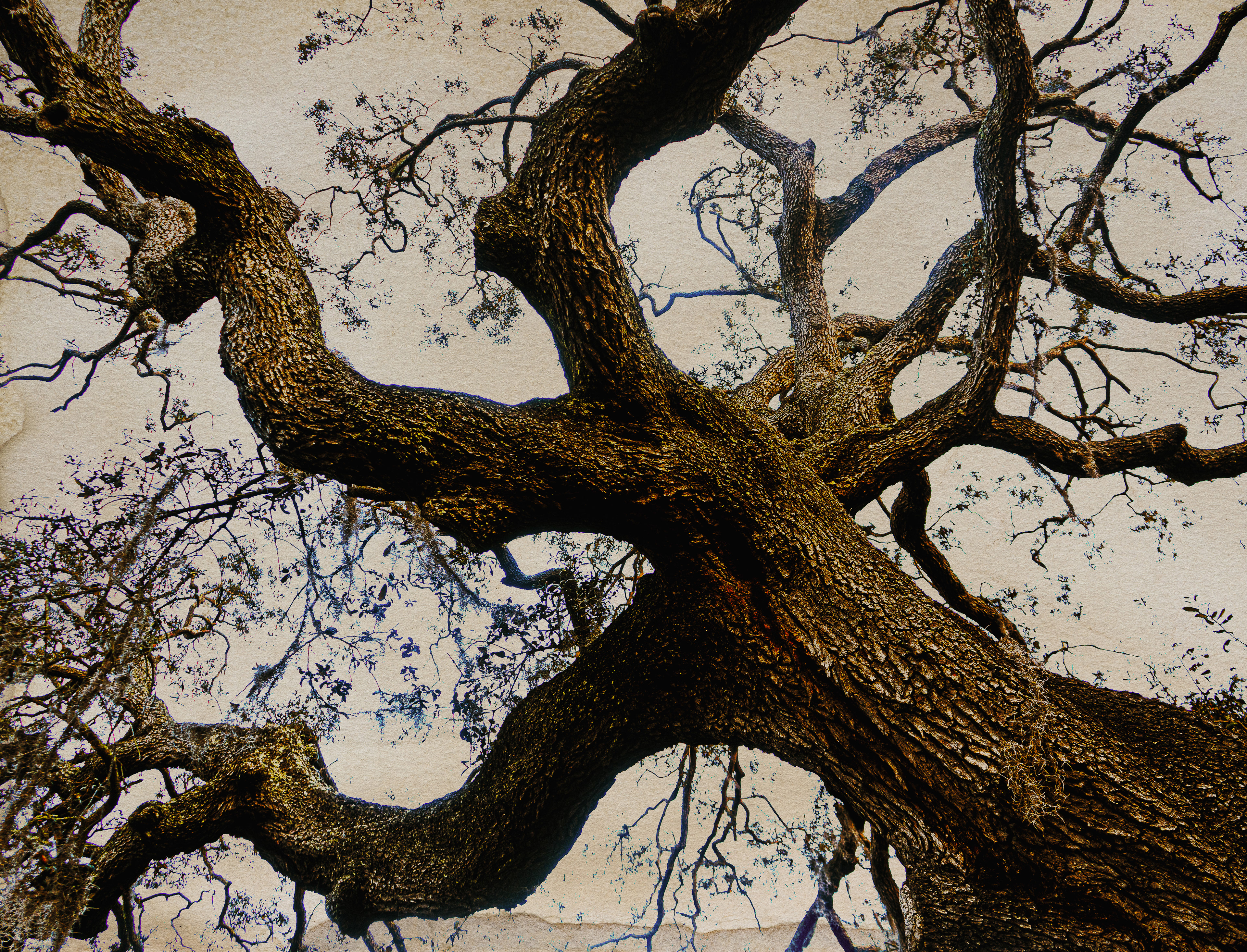 An image of an elaborately branched oak tree blended onto a weathered paper texture