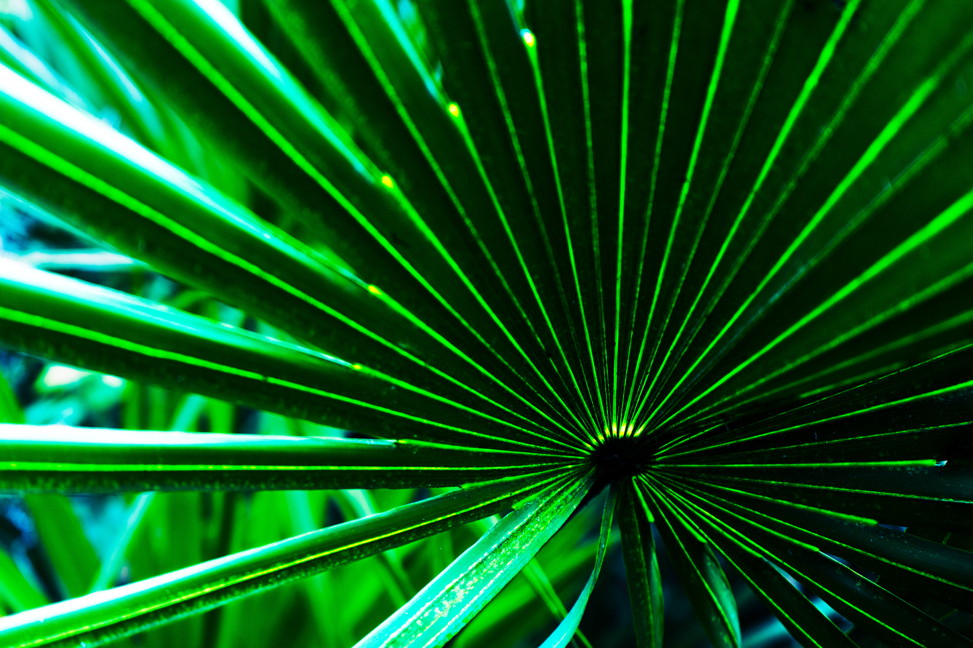 Photograph of sun rays illuminating a palm frond at Lettuce Lake Park, Tampa, FL