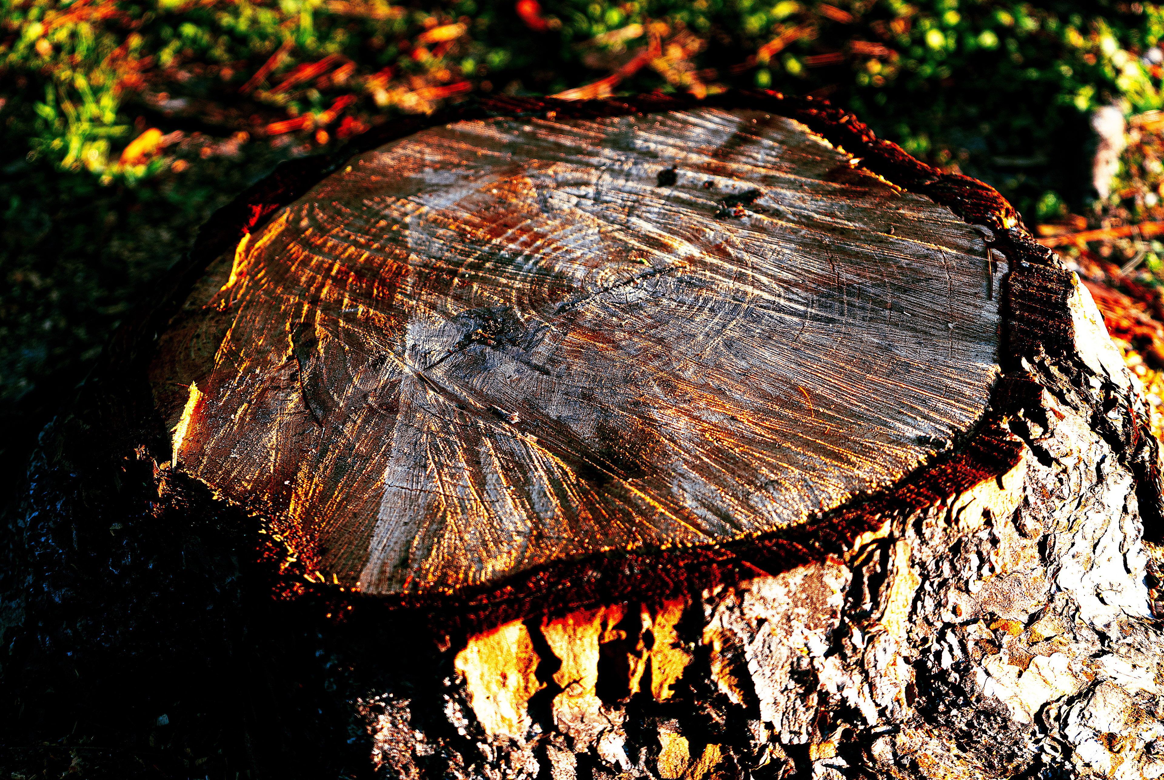 Tree rings visible on the stump of a pine tree