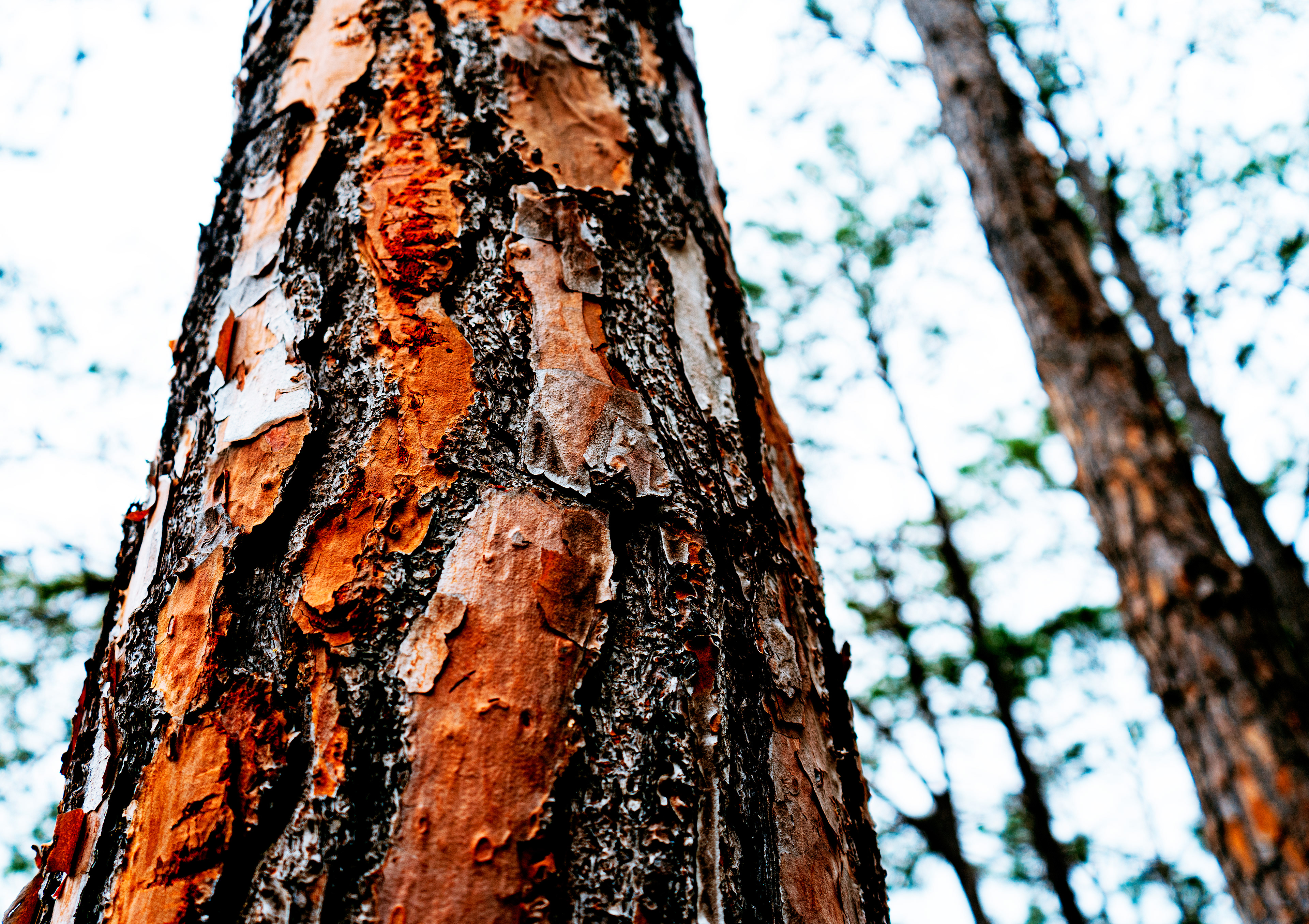 A grove if pine trees in Tampa, FL