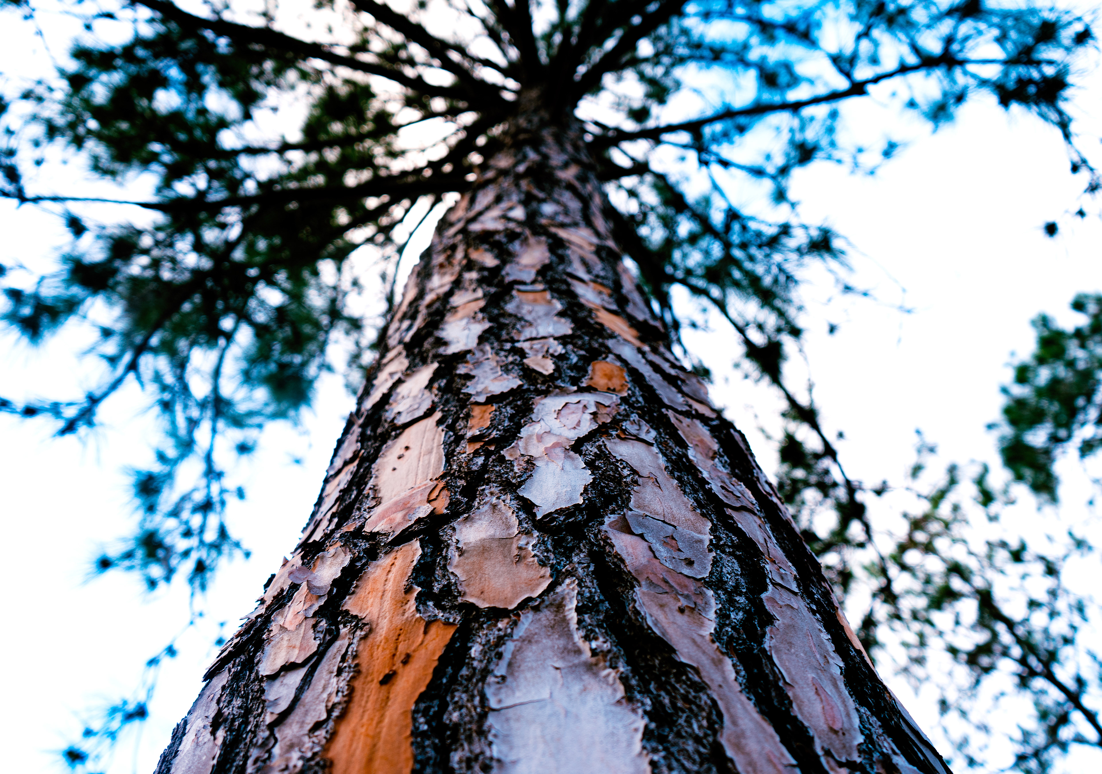 Photograph of a pine tree in Tampa, FL